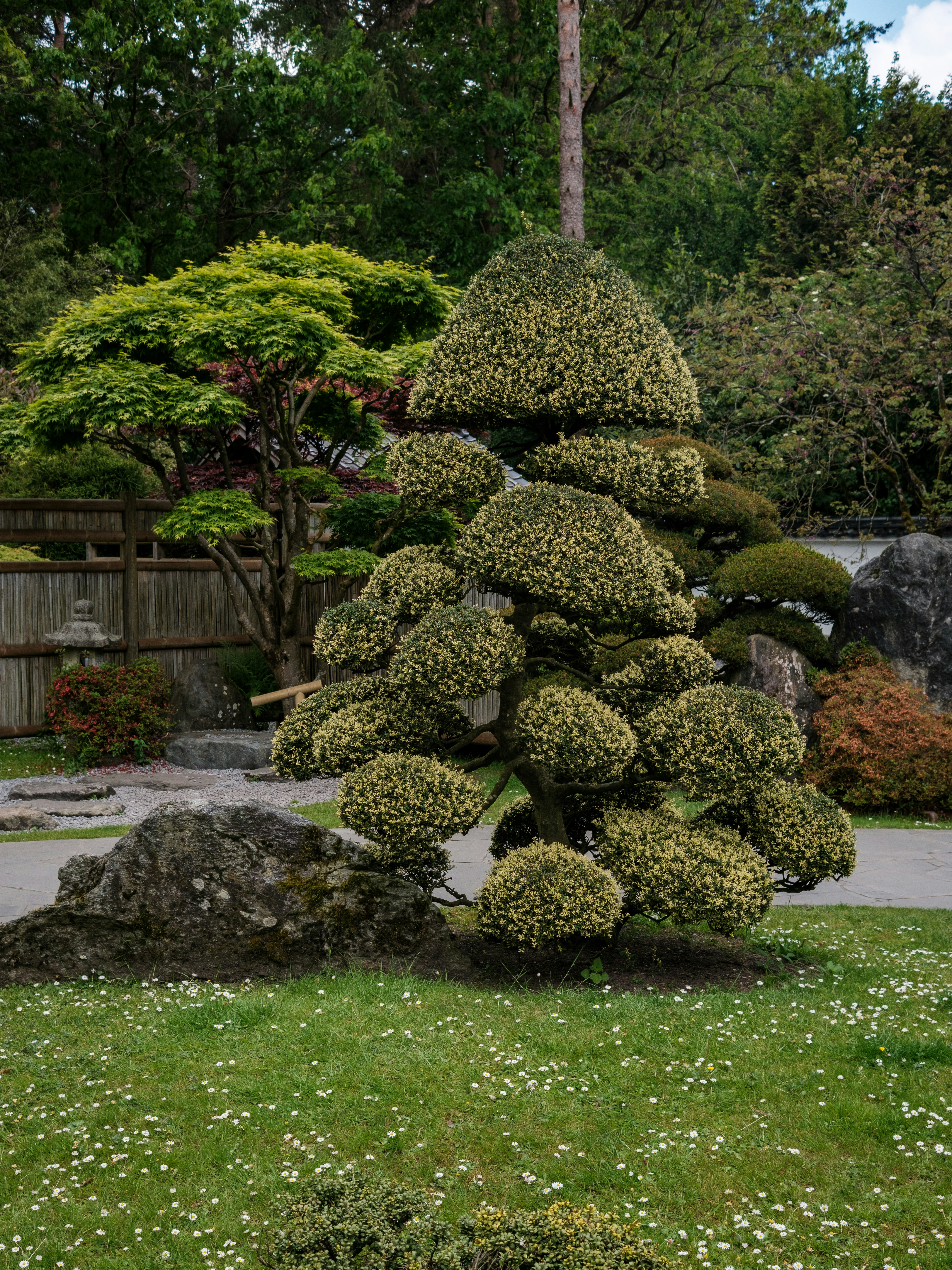 Ein sorgfltig geschnittener Bonsaibaum im Garten. Foto  Kostenloses Bild  zum Thema Garten auf Unsplash