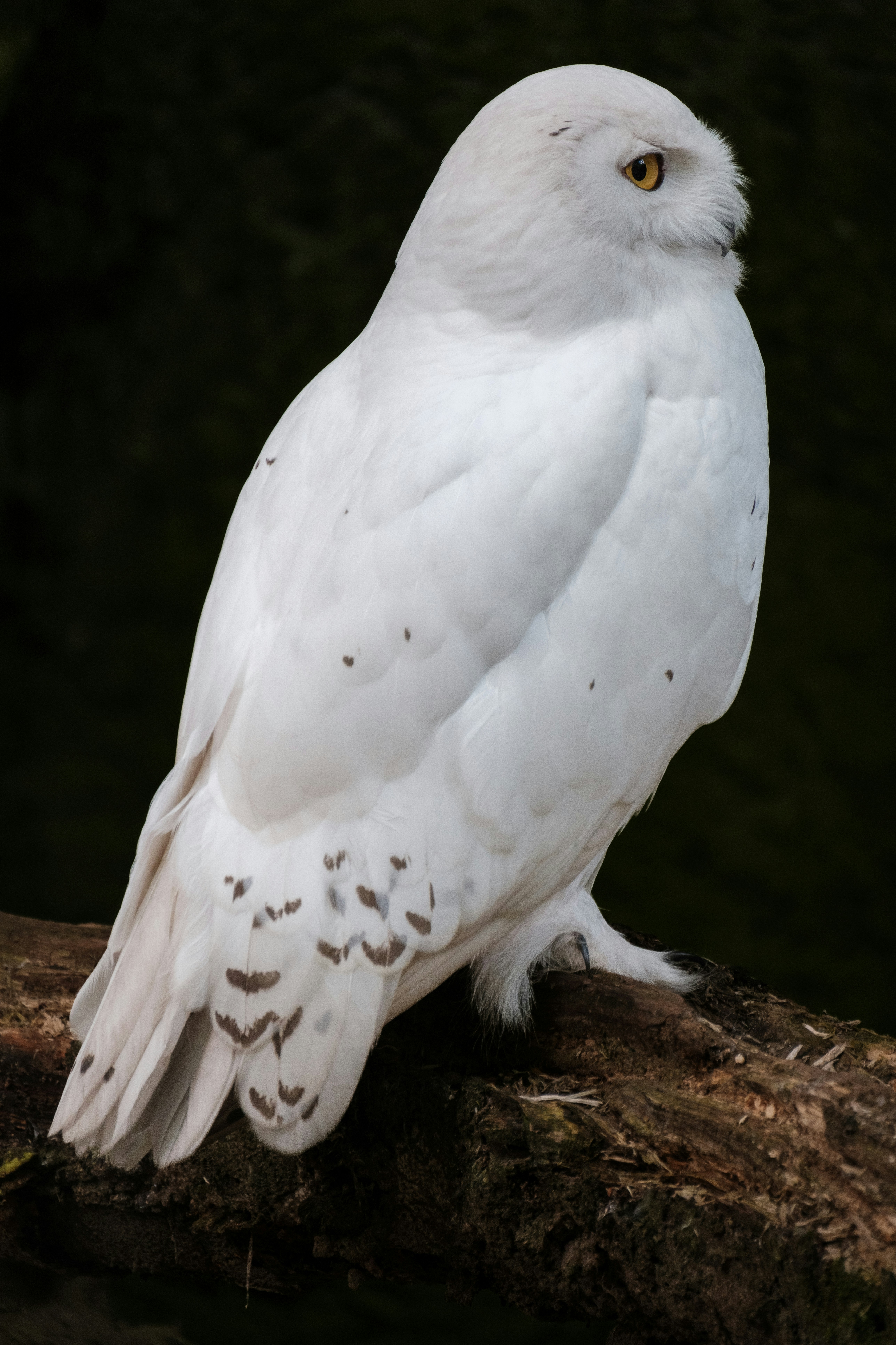 Photo by haberdoedas2