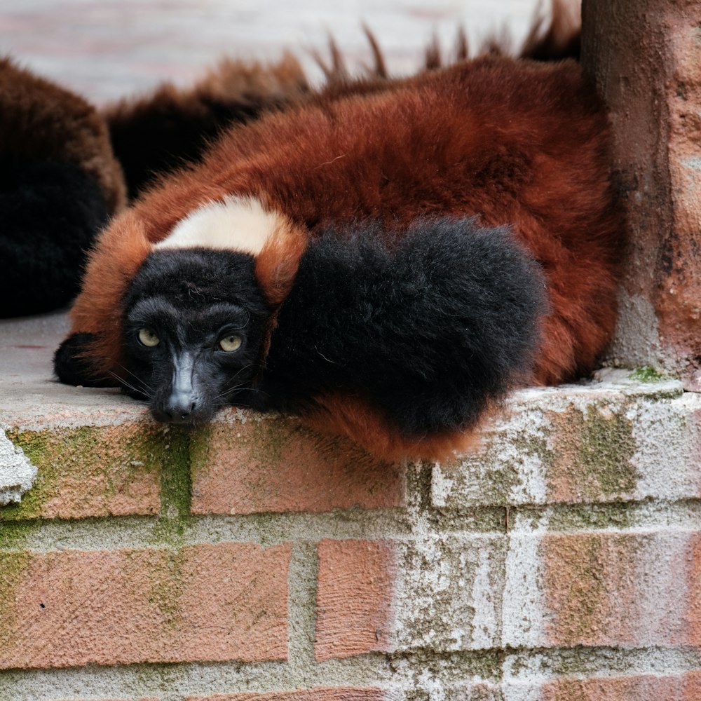 a black and brown animal laying on top of a brick wall