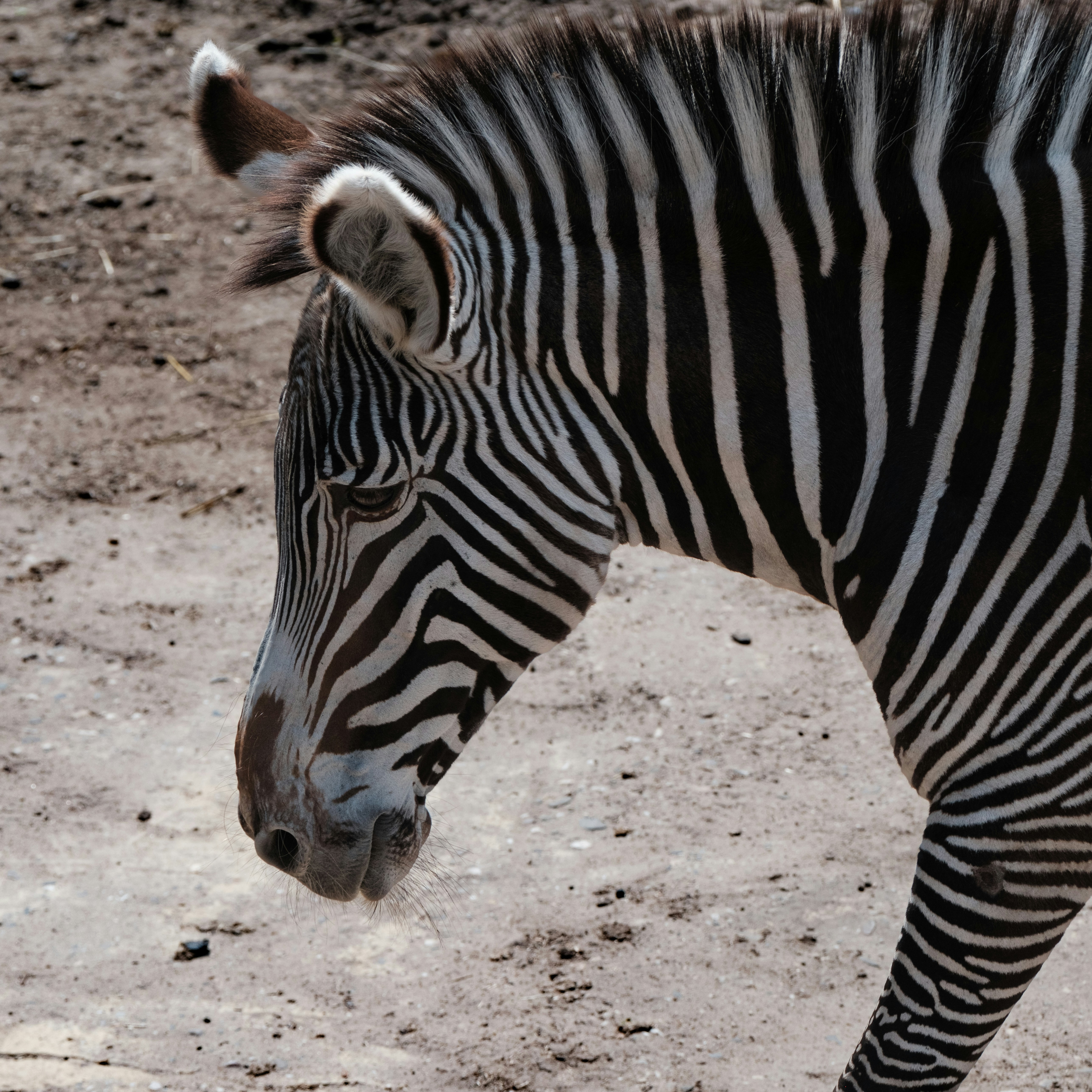 Photo by haberdoedas2