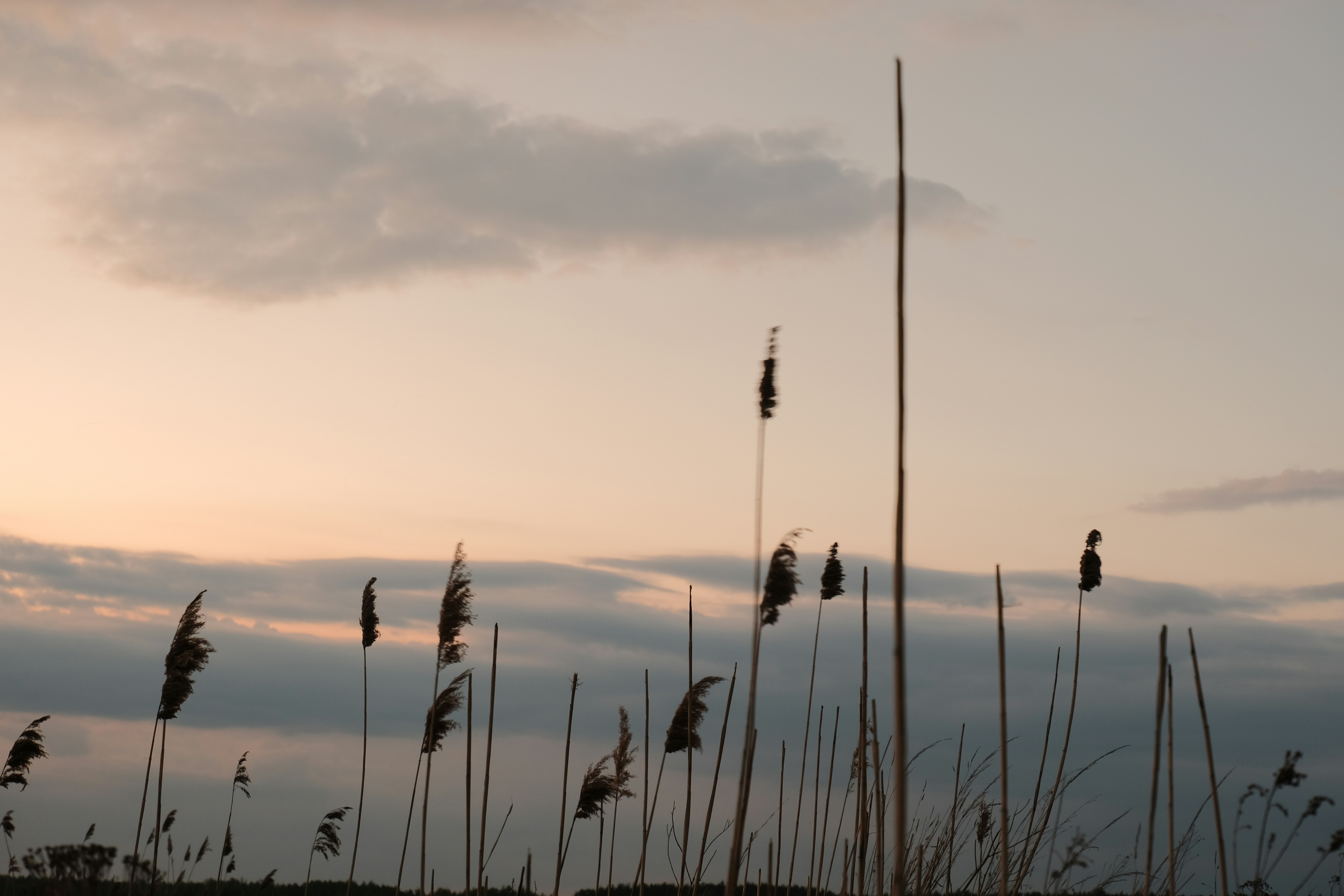 a group of tall grass blowing in the wind