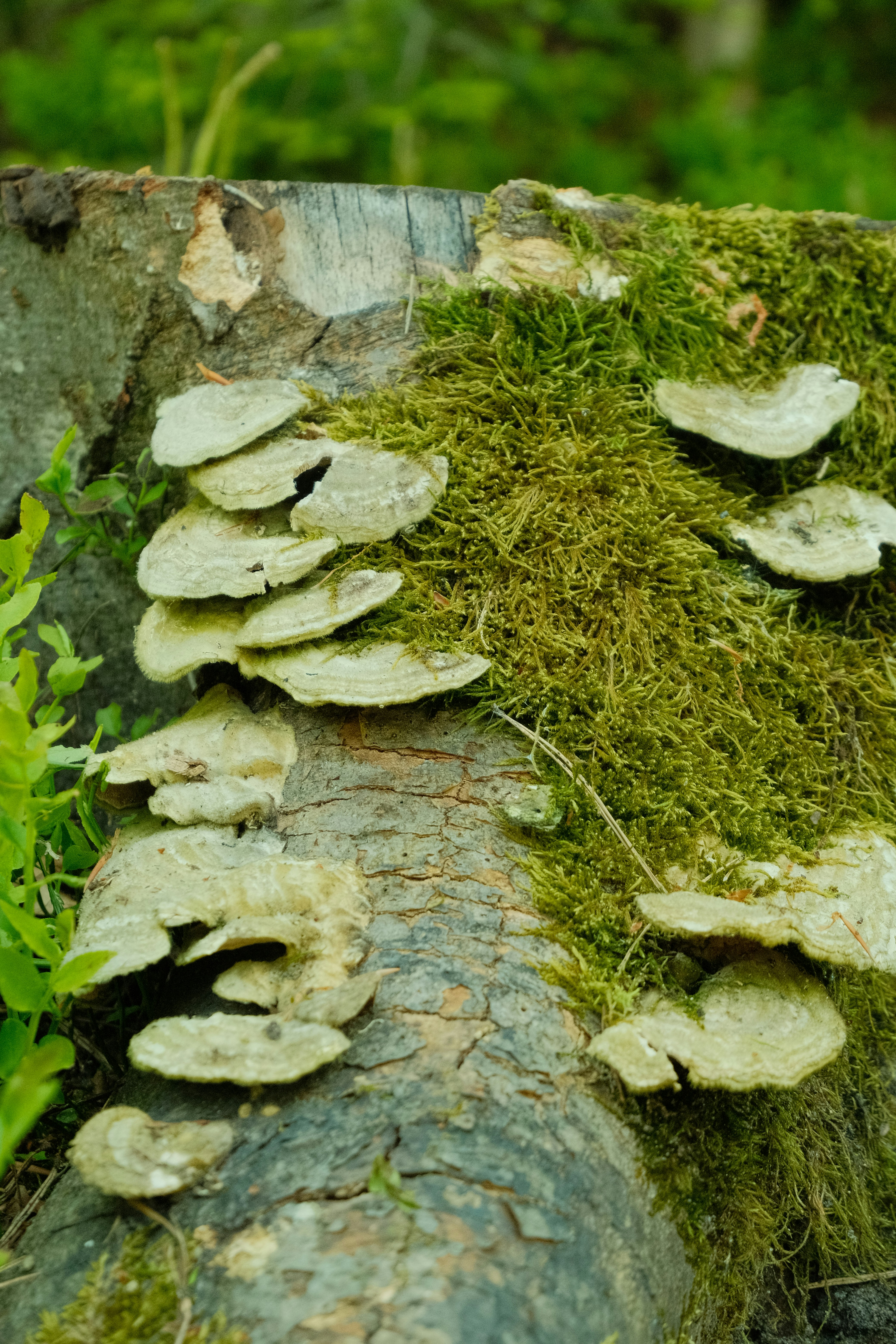 Photo by dawid_kochman