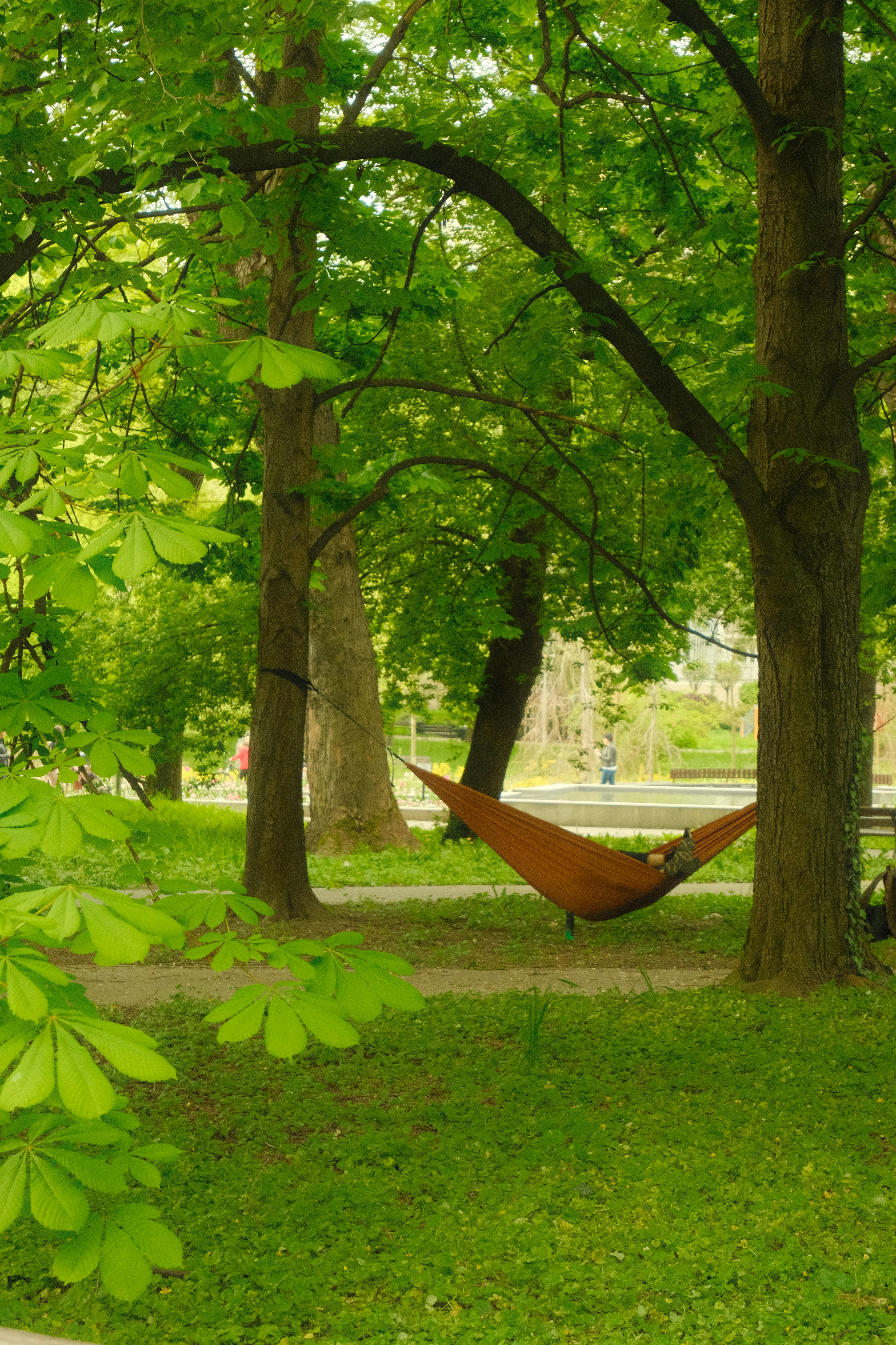 Hammock between trees, ilustrasi artikel Your Ultimate Guide to the Best Hammocks for Backyard Bliss & Backcountry Adventures 5