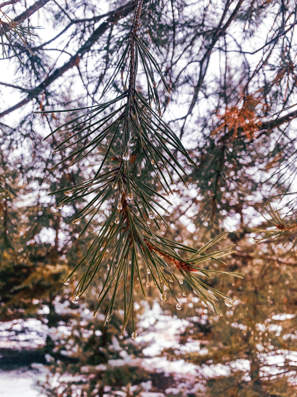 a pine tree branch with water drops on it