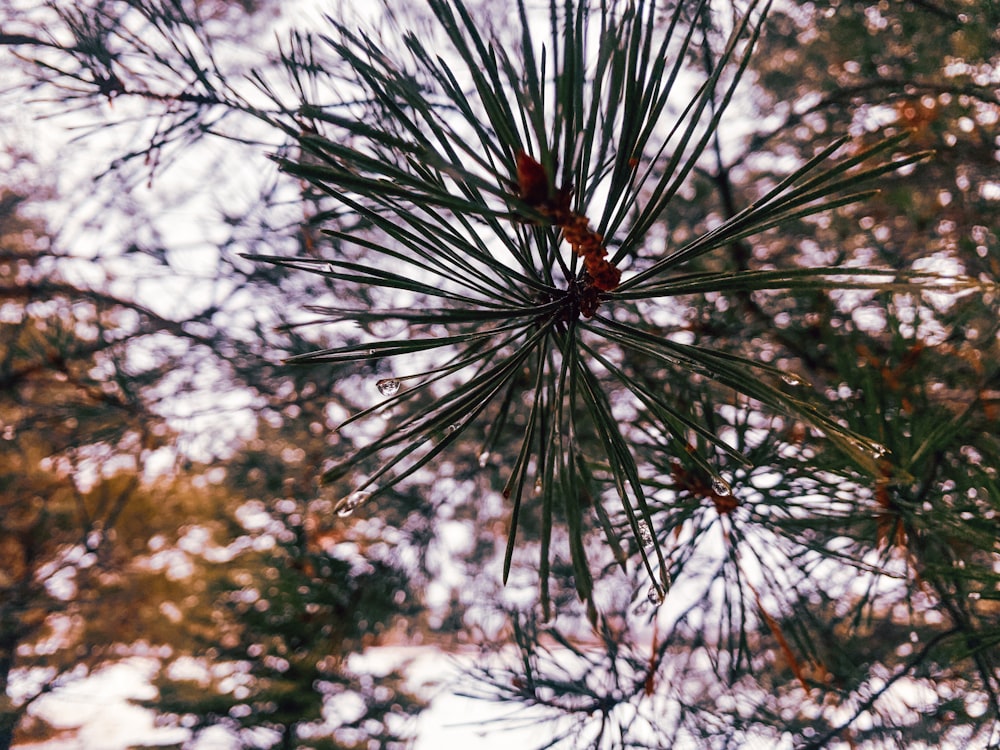 um close up de um pinheiro com um fundo desfocado