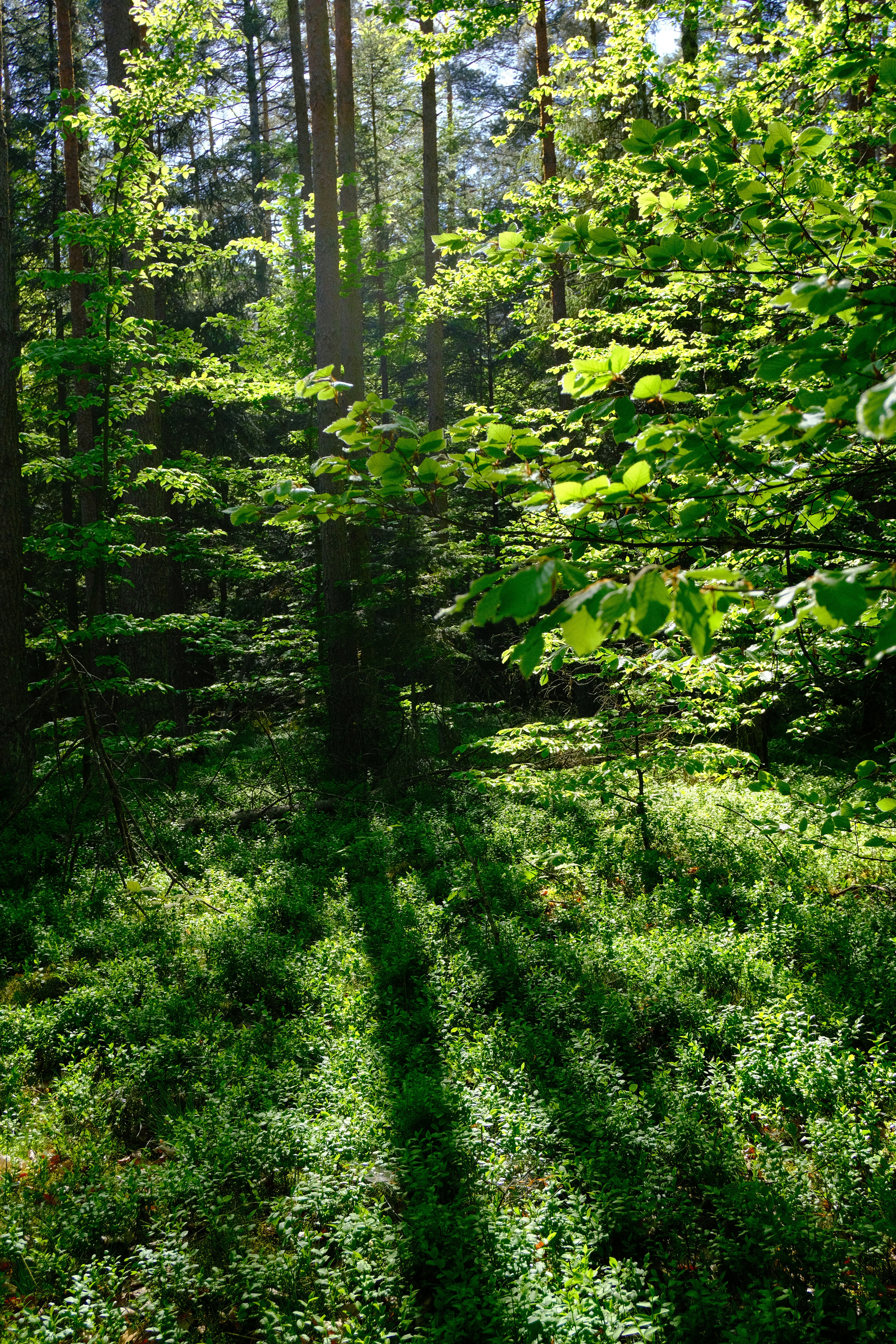 Photo by dawid_kochman