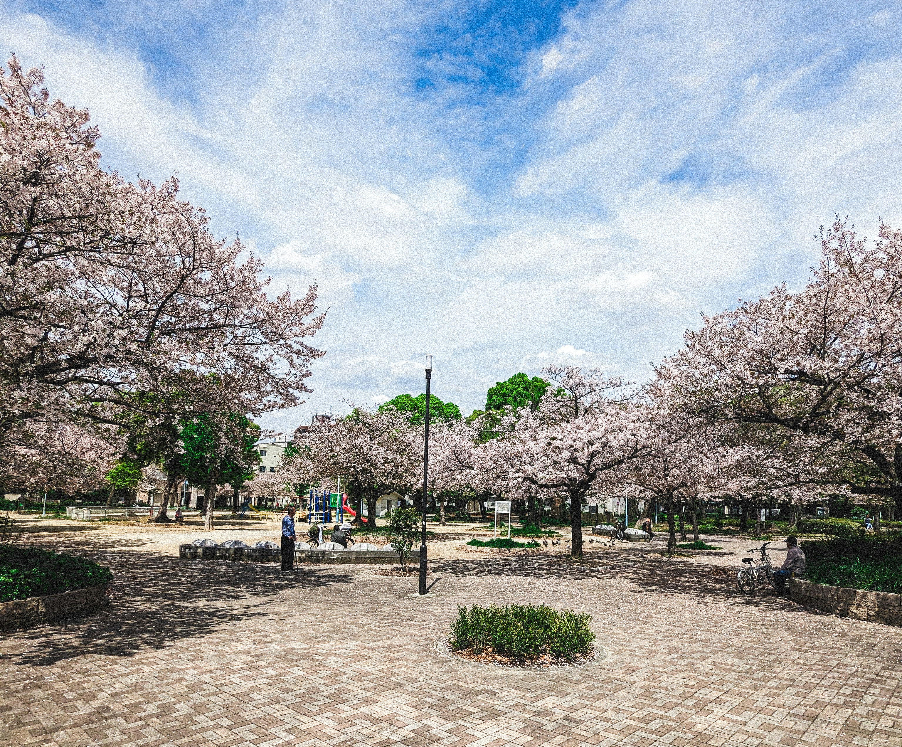 a park filled with lots of cherry blossom trees