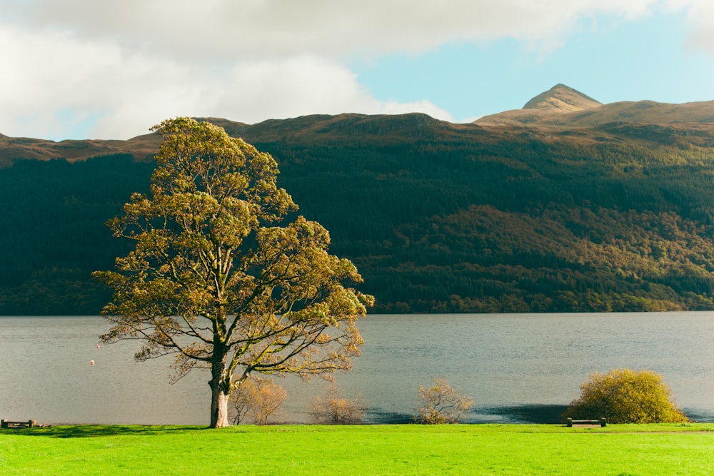 a lone tree in the middle of a field