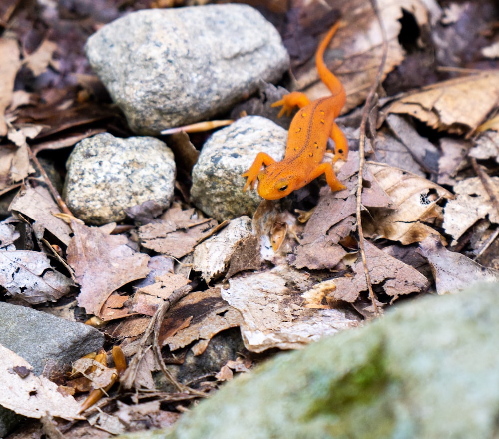a small orange lizard is on the ground