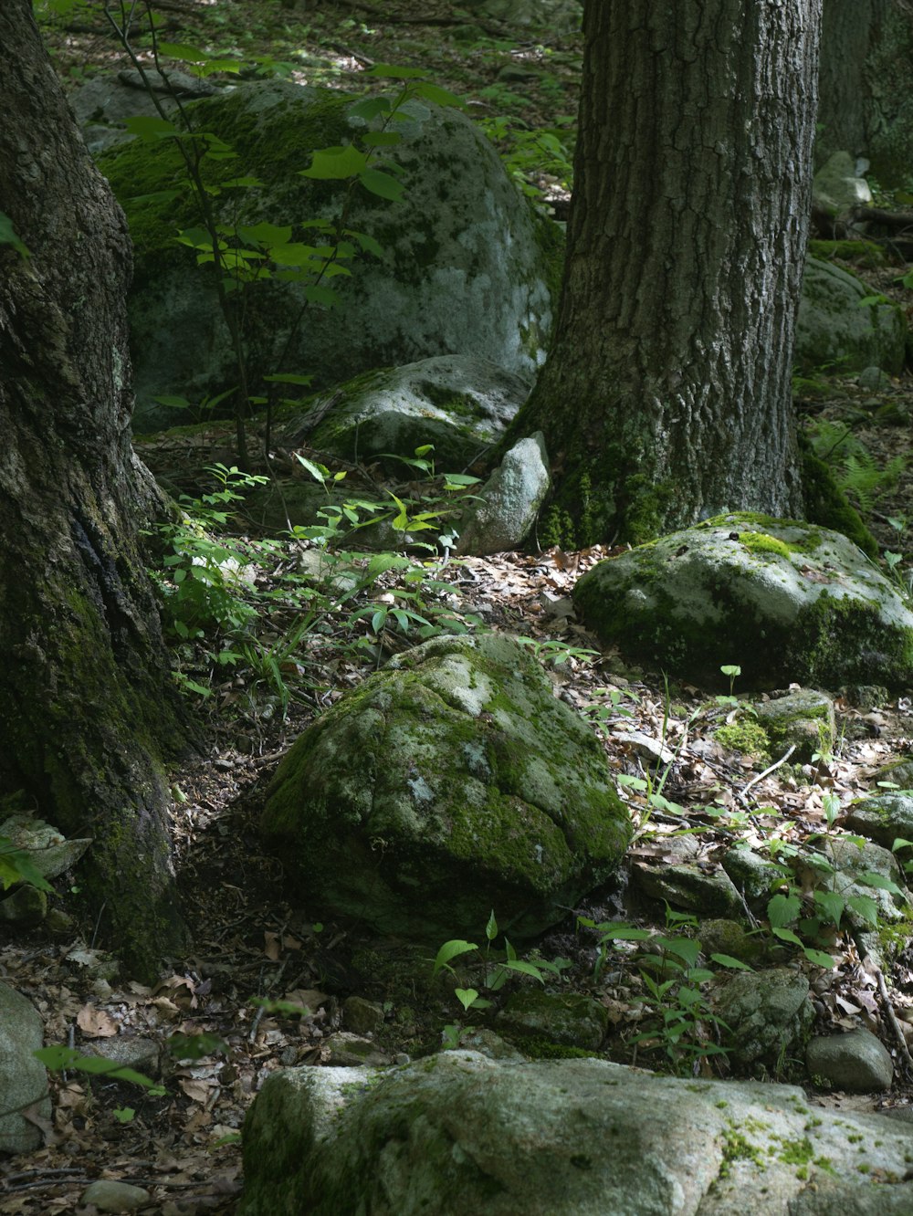 a bear is standing in the woods by some rocks