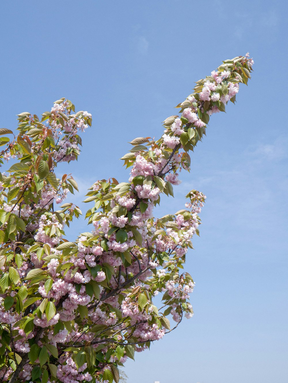 a large tree with lots of purple flowers