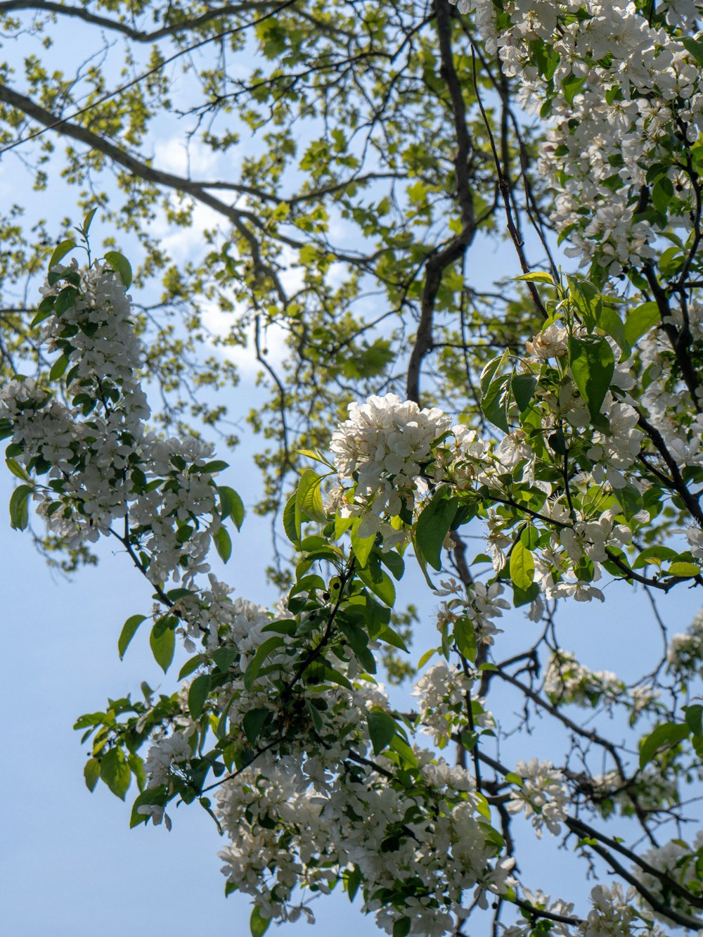 a tree with white flowers and green leaves