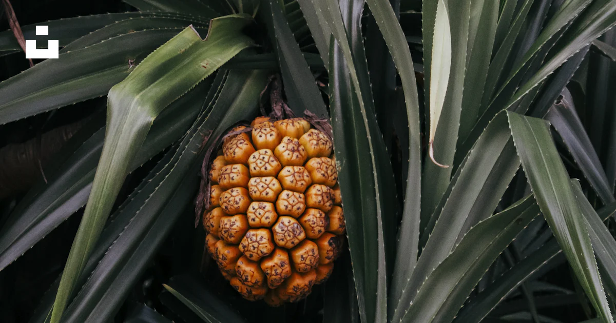 Una piña crece en un árbol de piña foto – Imagen de Naturaleza gratuita ...