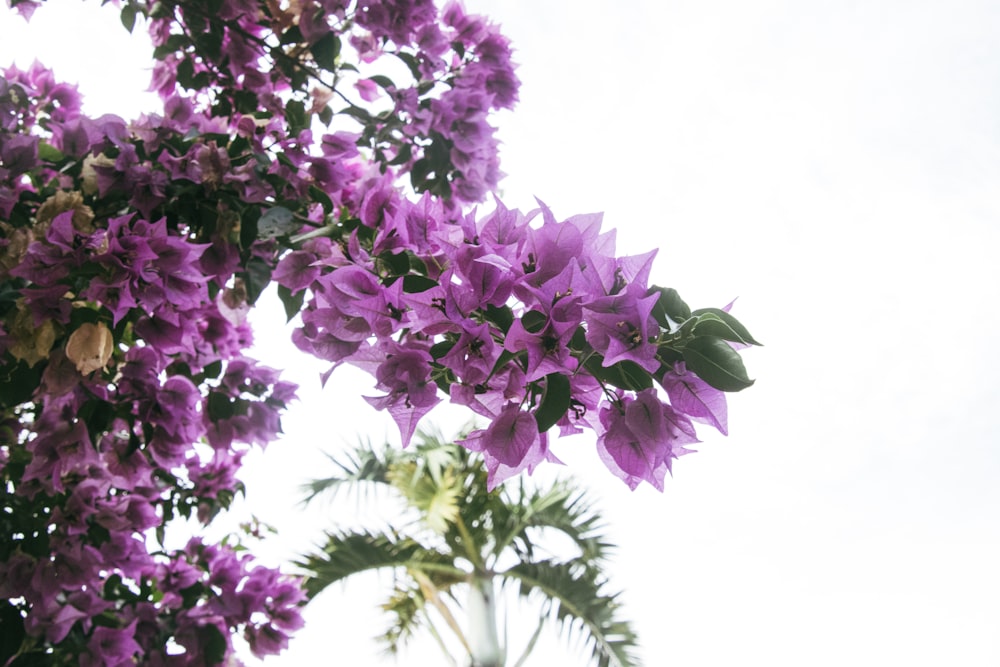 a bunch of purple flowers on a tree