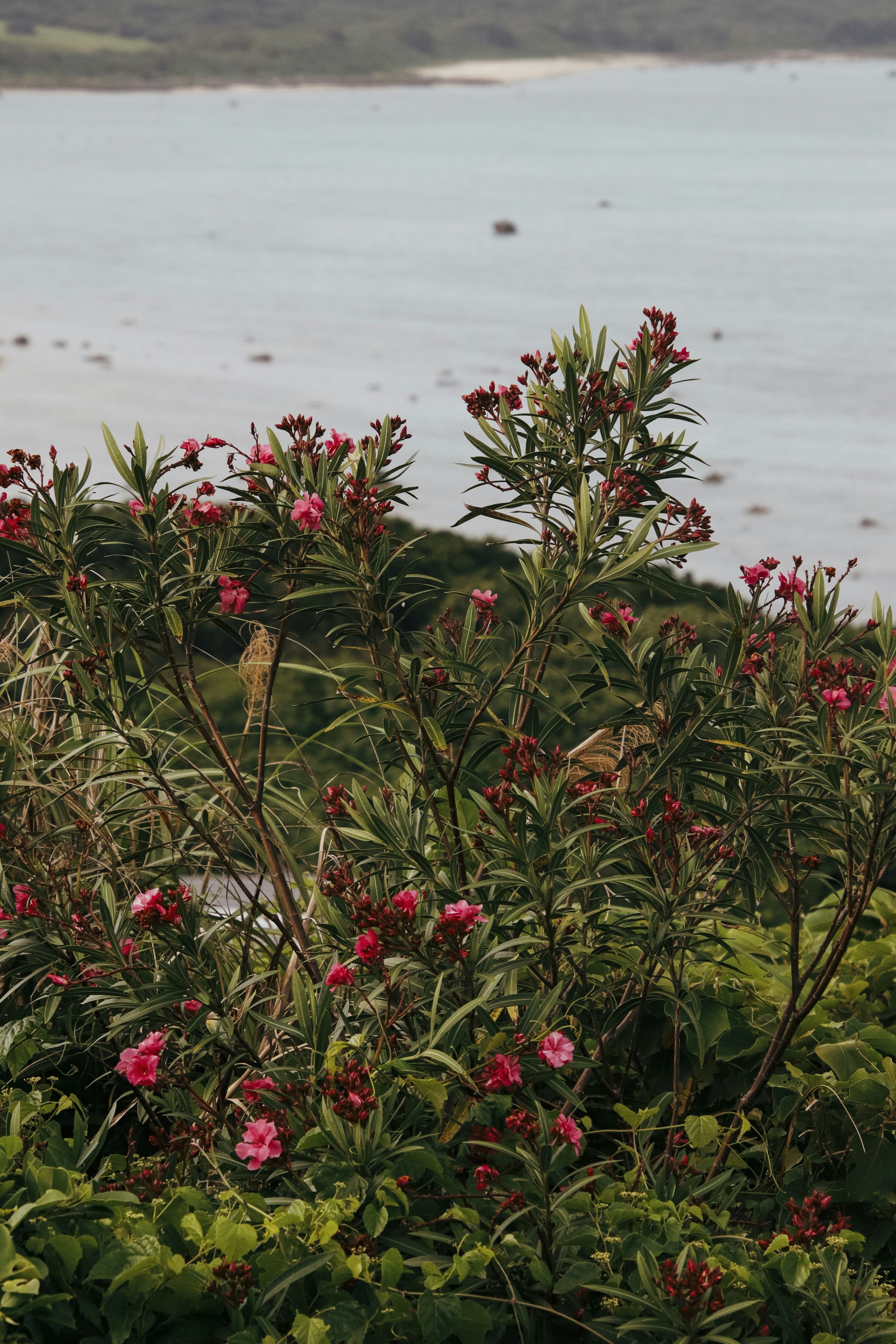 a bird is perched on a bush by the water