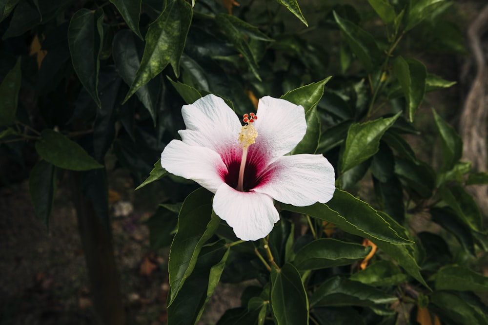 a white and pink flower with green leaves