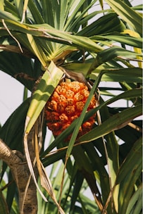 a bunch of fruit hanging from a palm tree