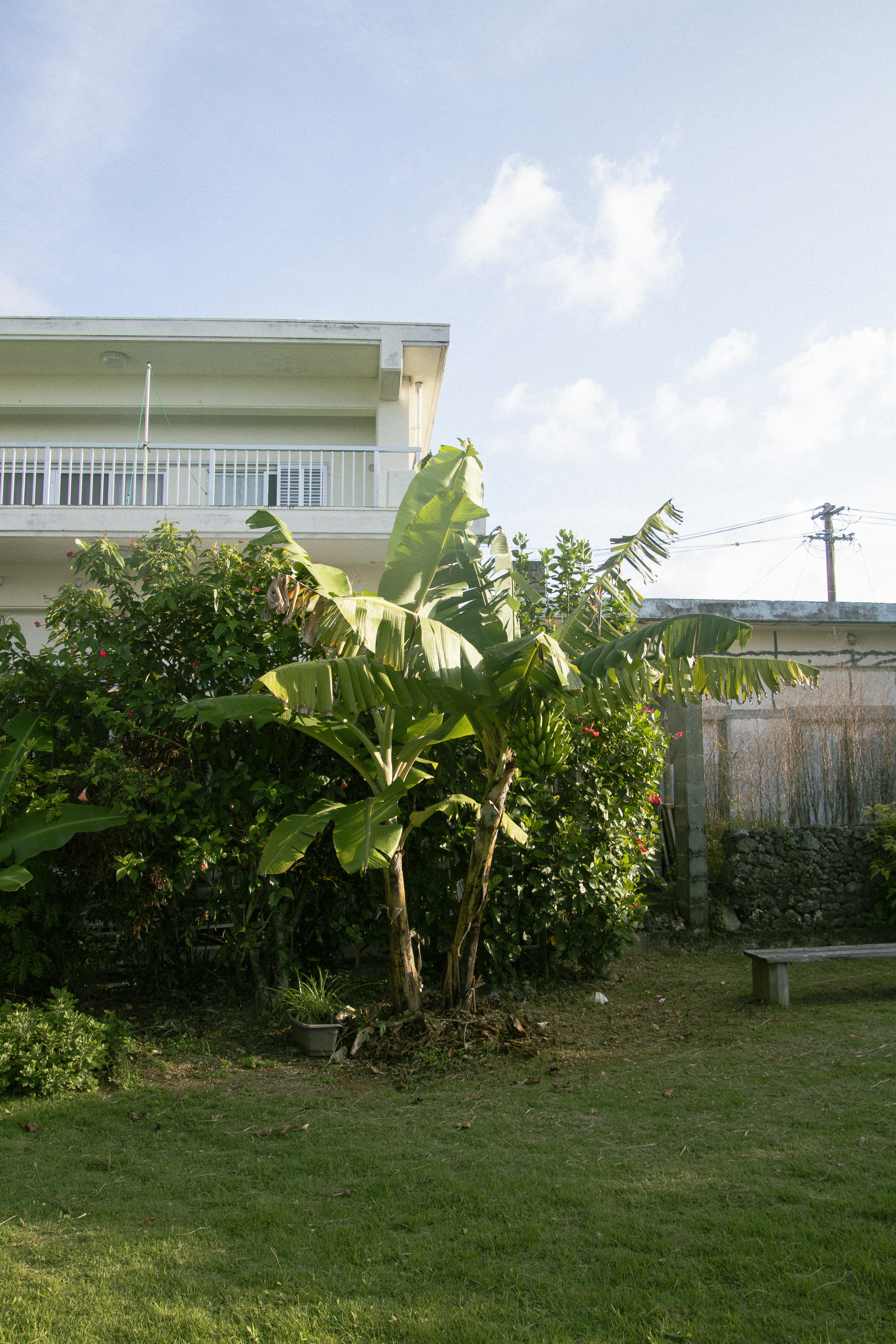 a tree in a yard with a house in the background