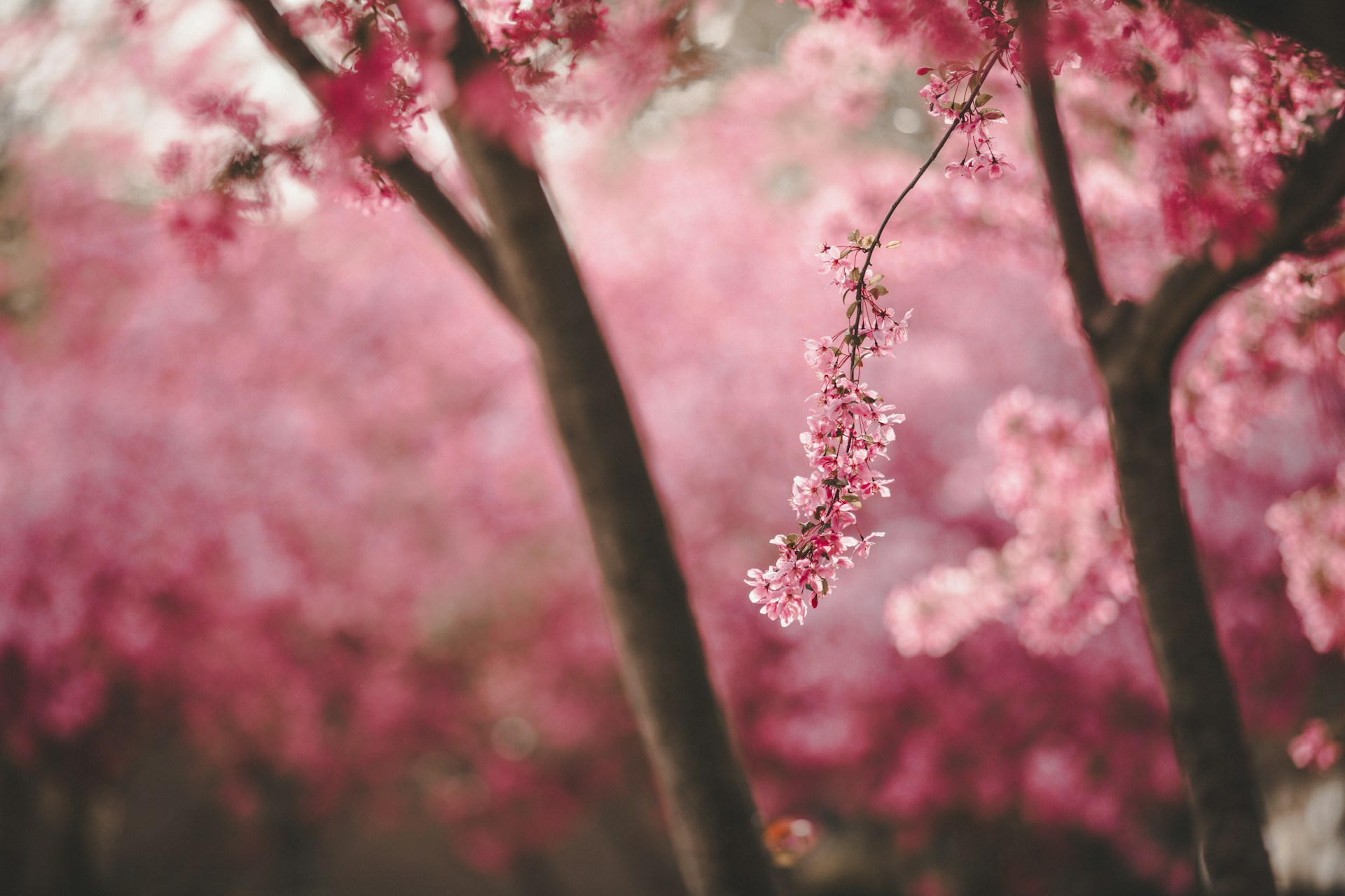 a tree with pink flowers in a park