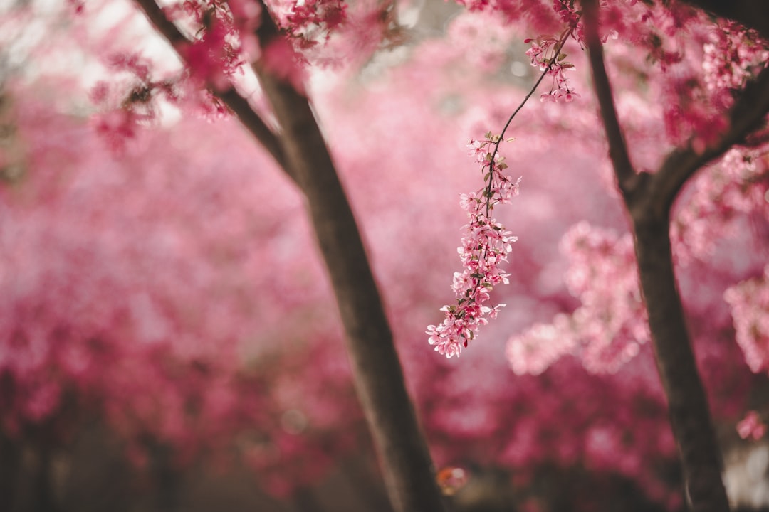 Pink flowers on trees in the spring in Illinois.