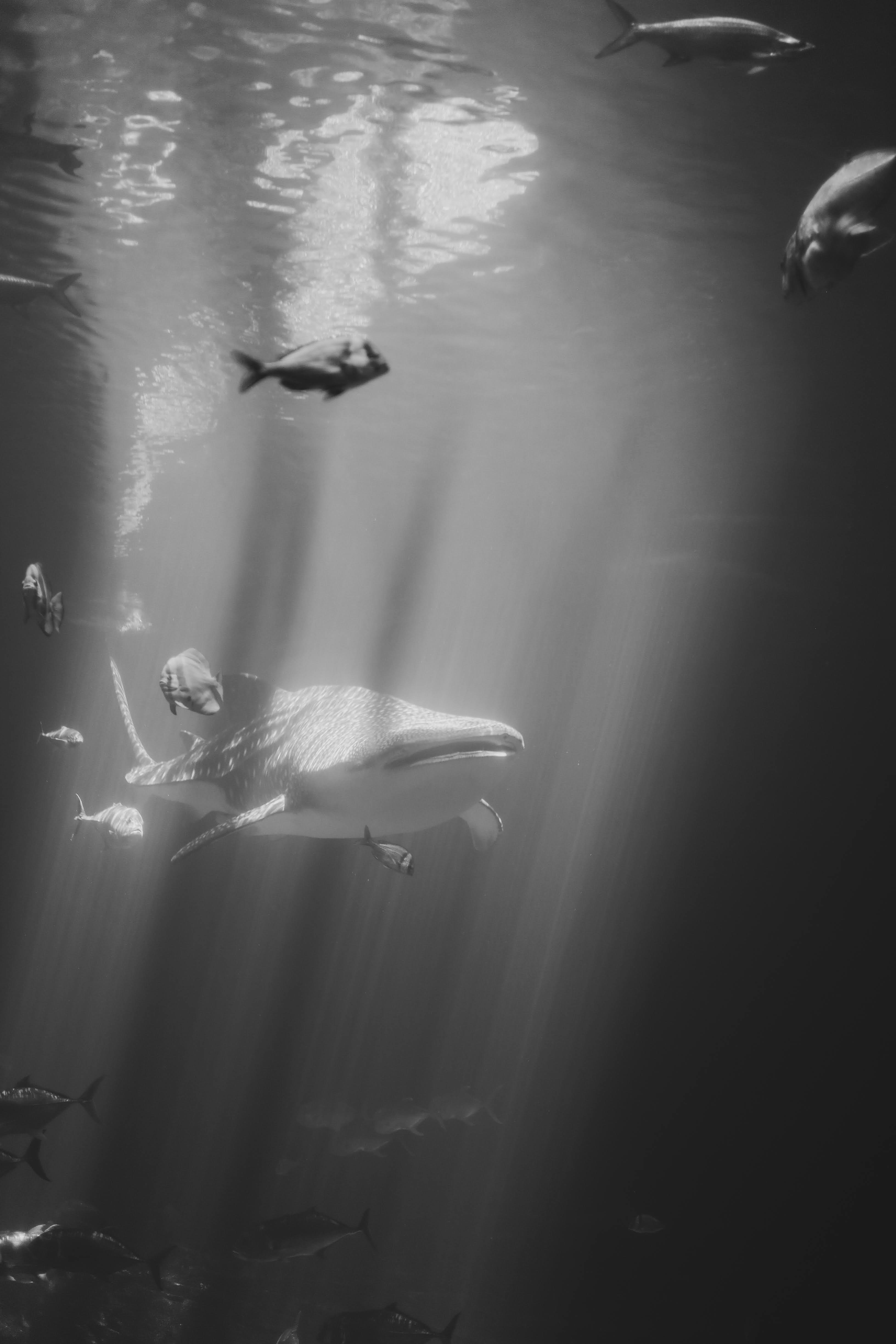 a black and white photo of a large group of fish