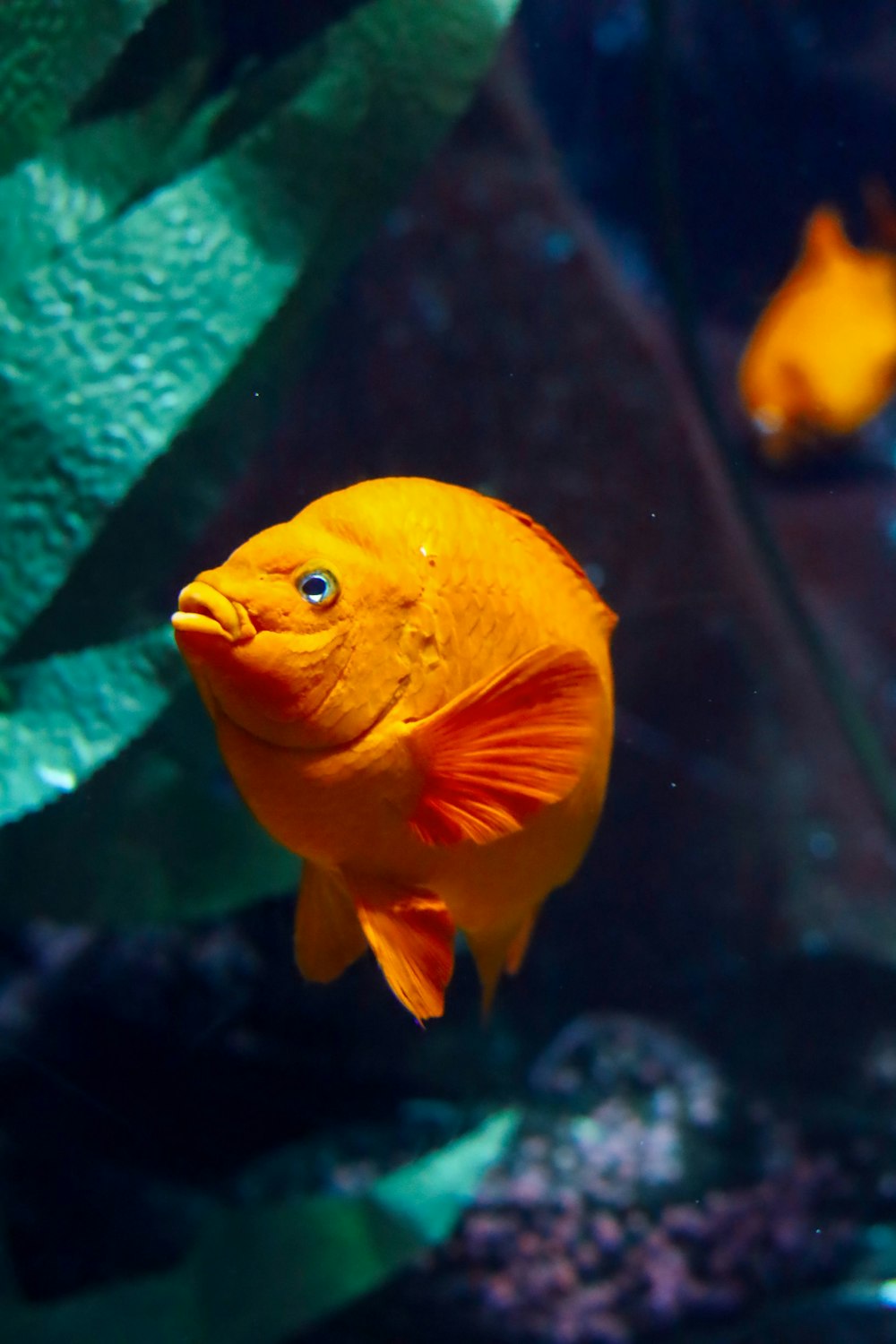 a close up of a fish in an aquarium