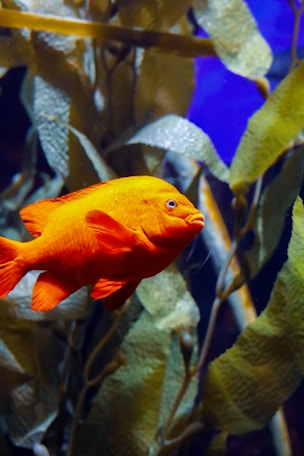 a fish that is swimming in some water