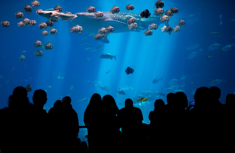 a crowd of people watching a woman swim in a large aquarium