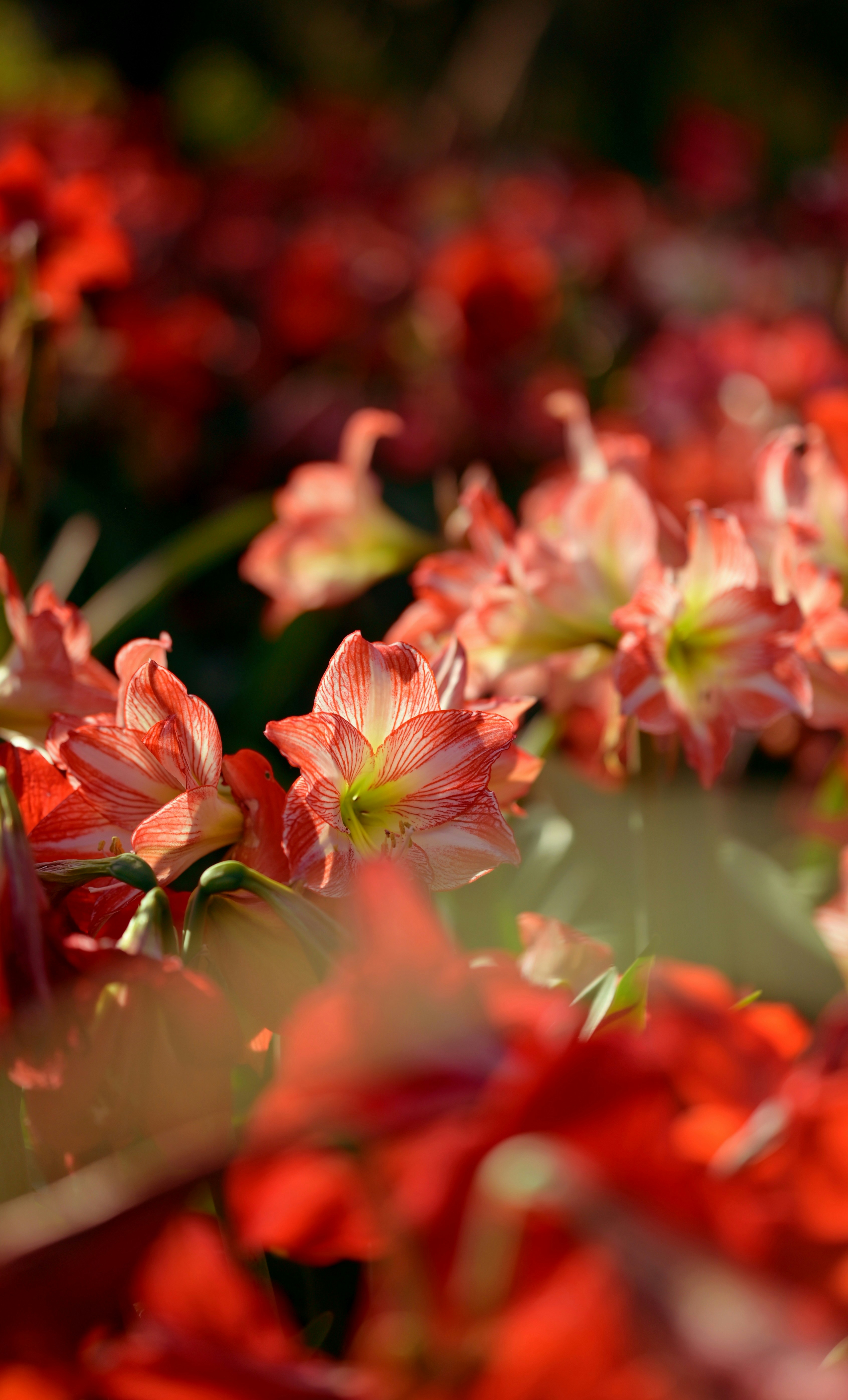 ein Blumenstrauß, der im Gras liegt