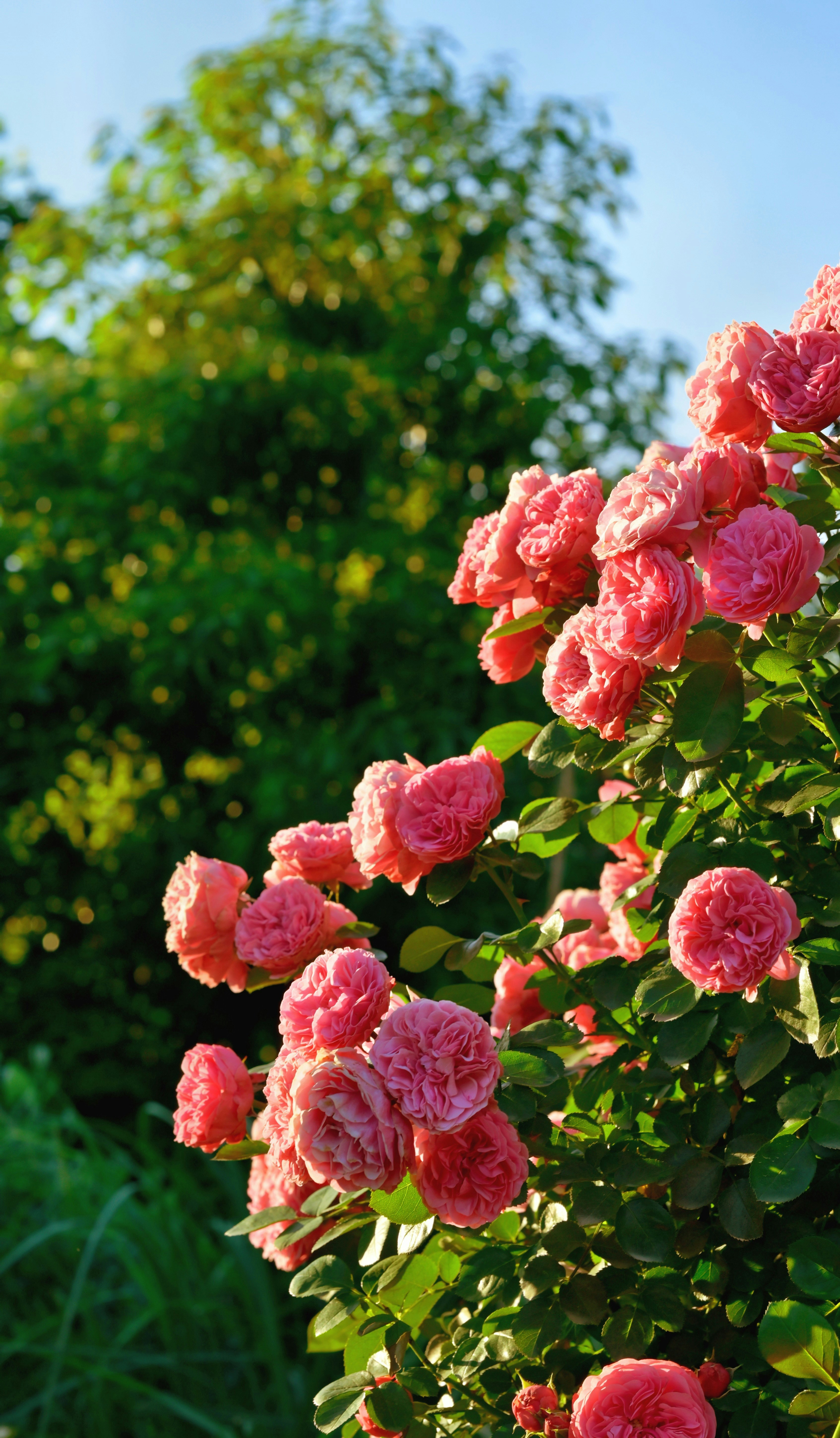 ein Busch aus rosa Blüten mit grünen Blättern