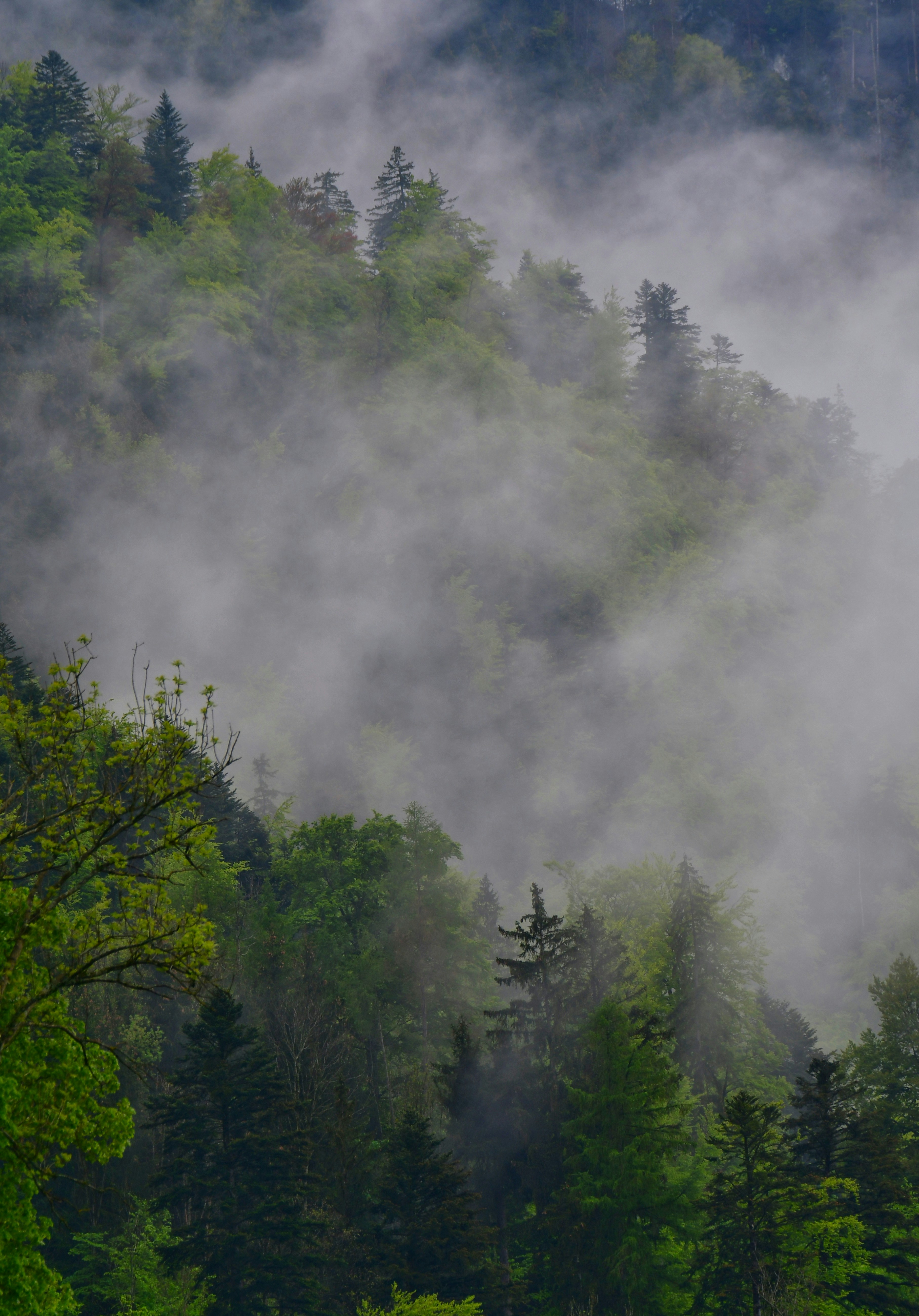 a forest filled with lots of trees covered in fog