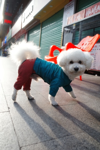 Matted Dog Fur: How to Safely Remove and Prevent Mats