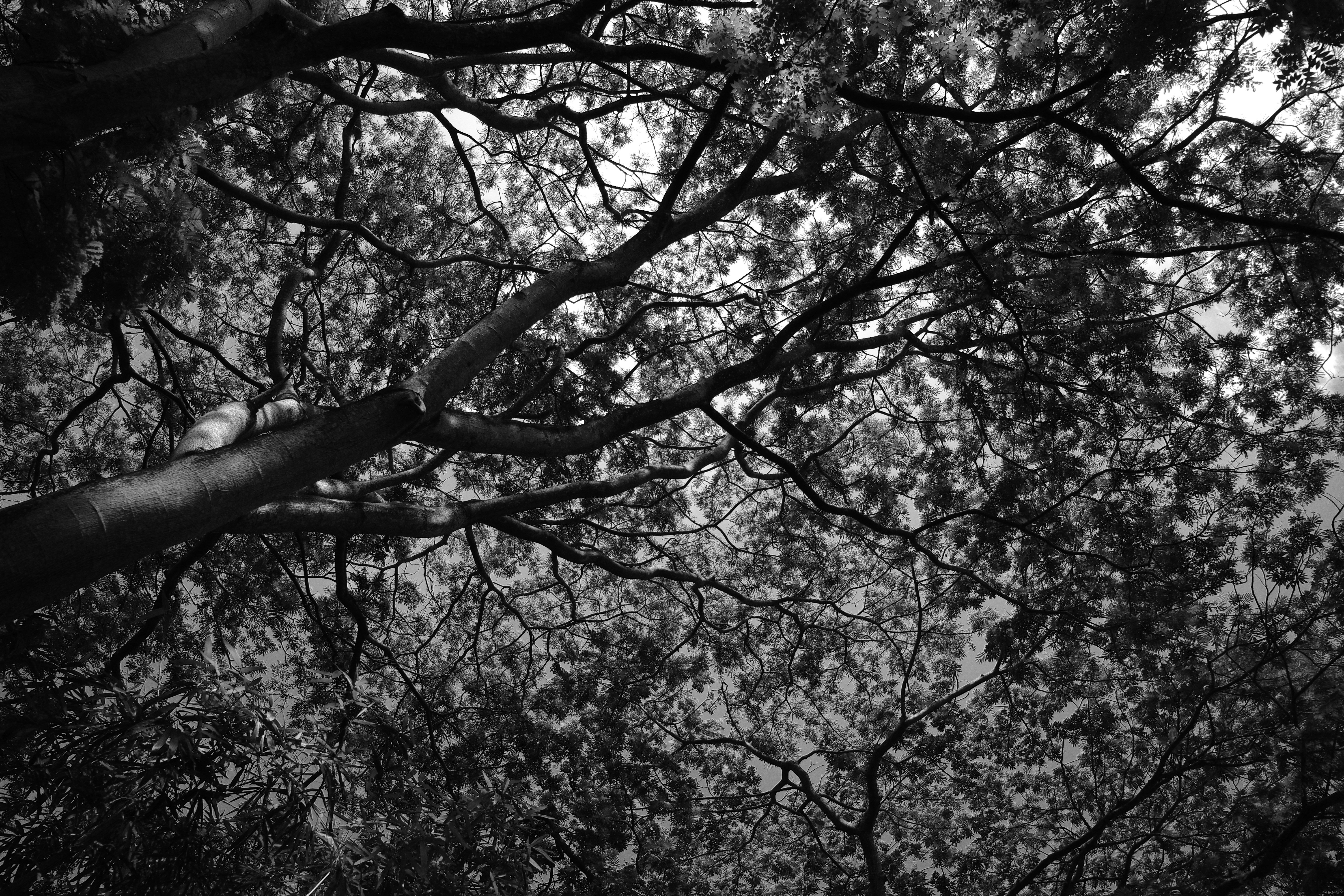 Photo by dickenslin76