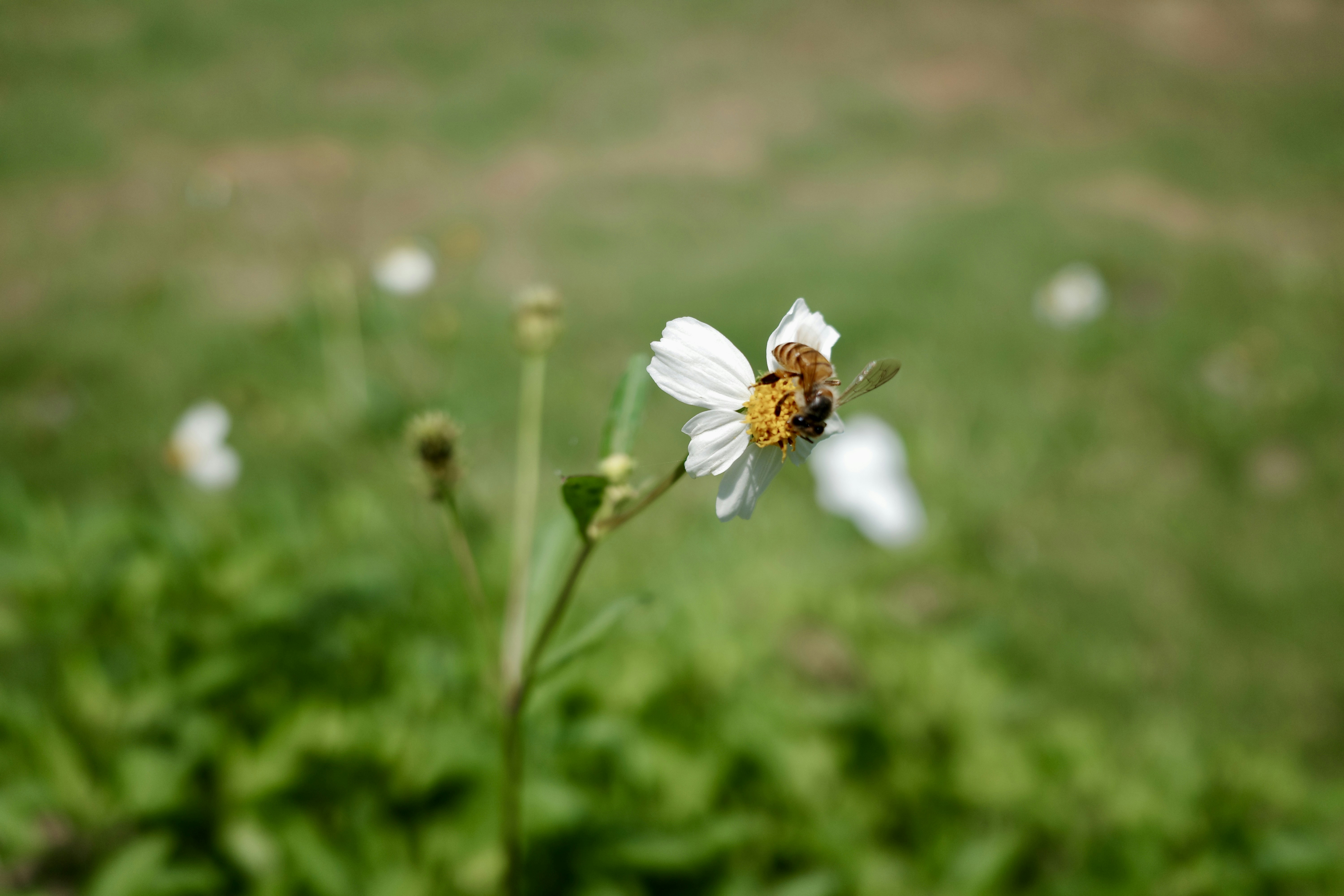Photo by dickenslin76
