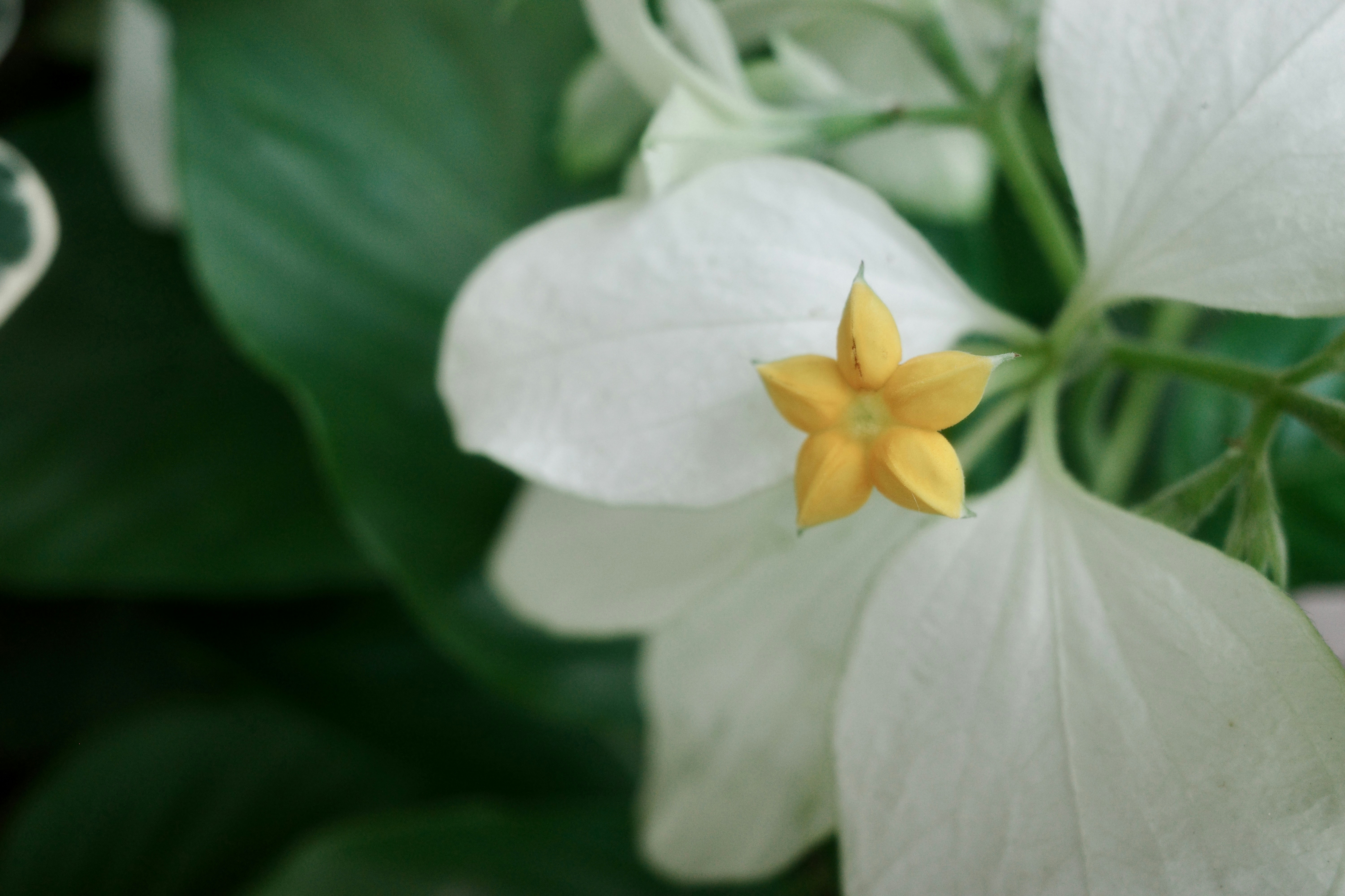 Photo by dickenslin76