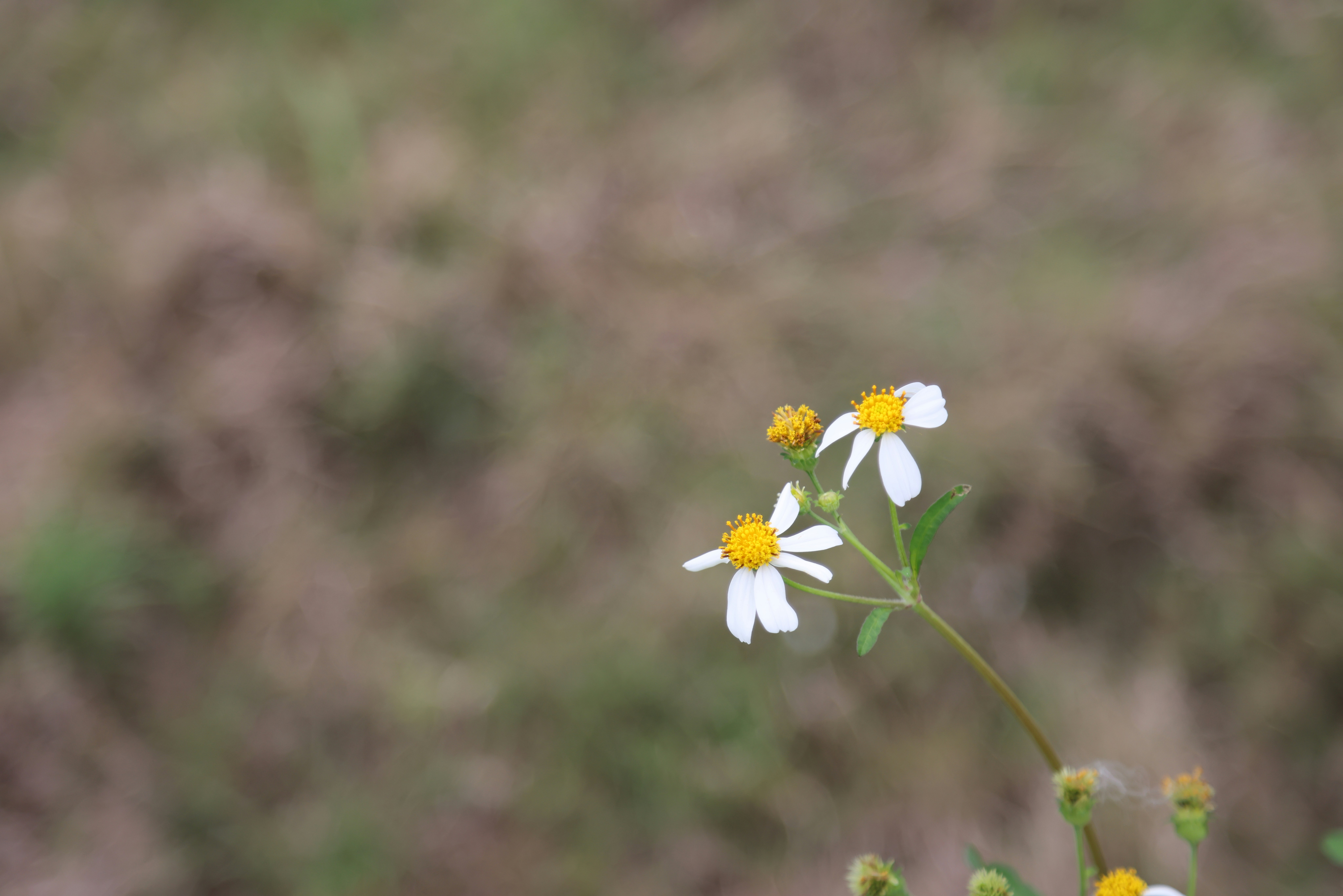 Photo by dickenslin76
