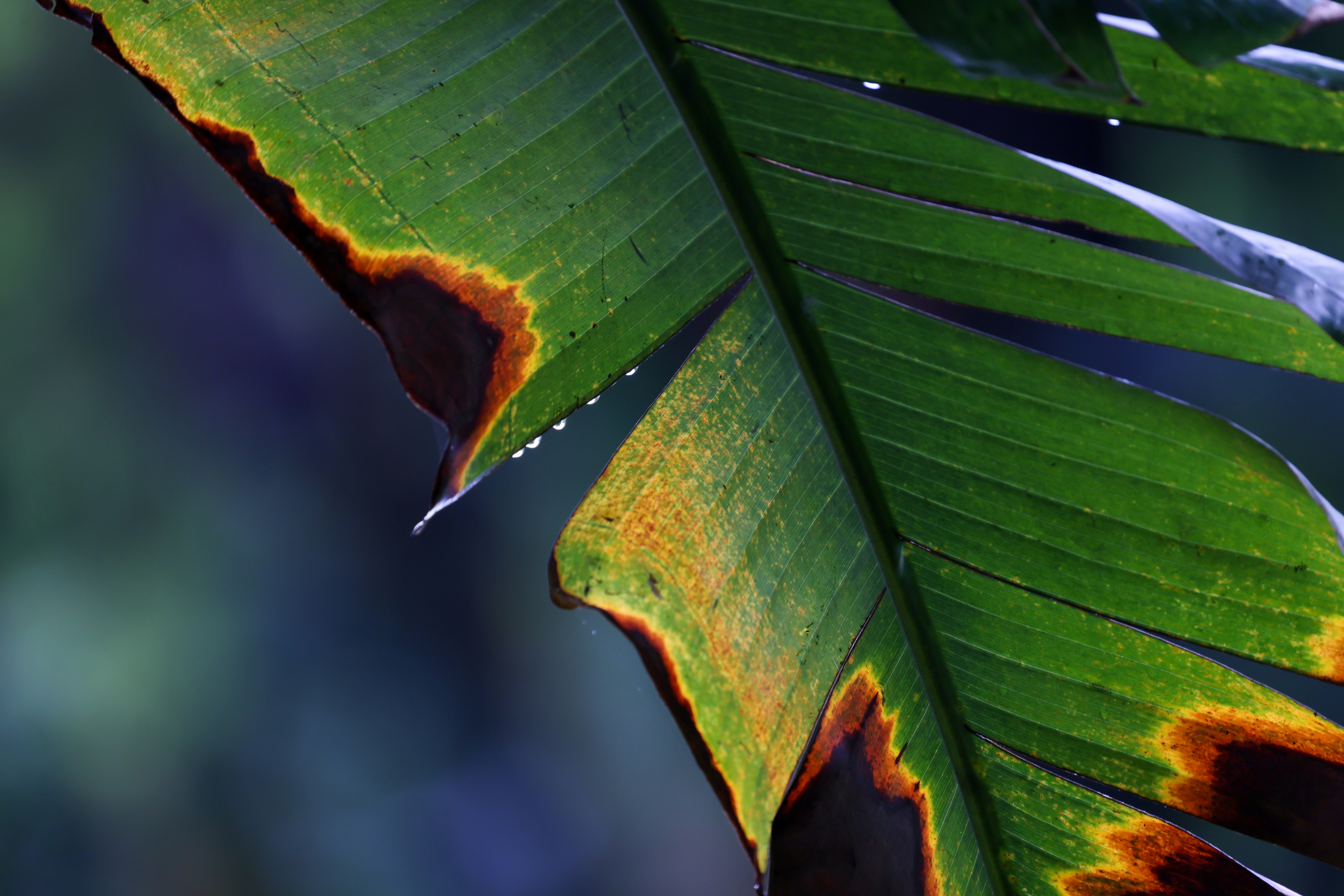 Photo by dickenslin76