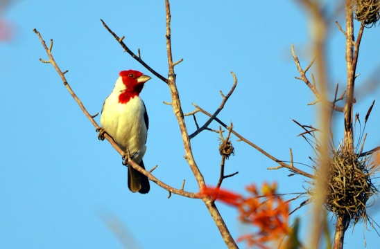 a red and white bird sitting on a tree branch