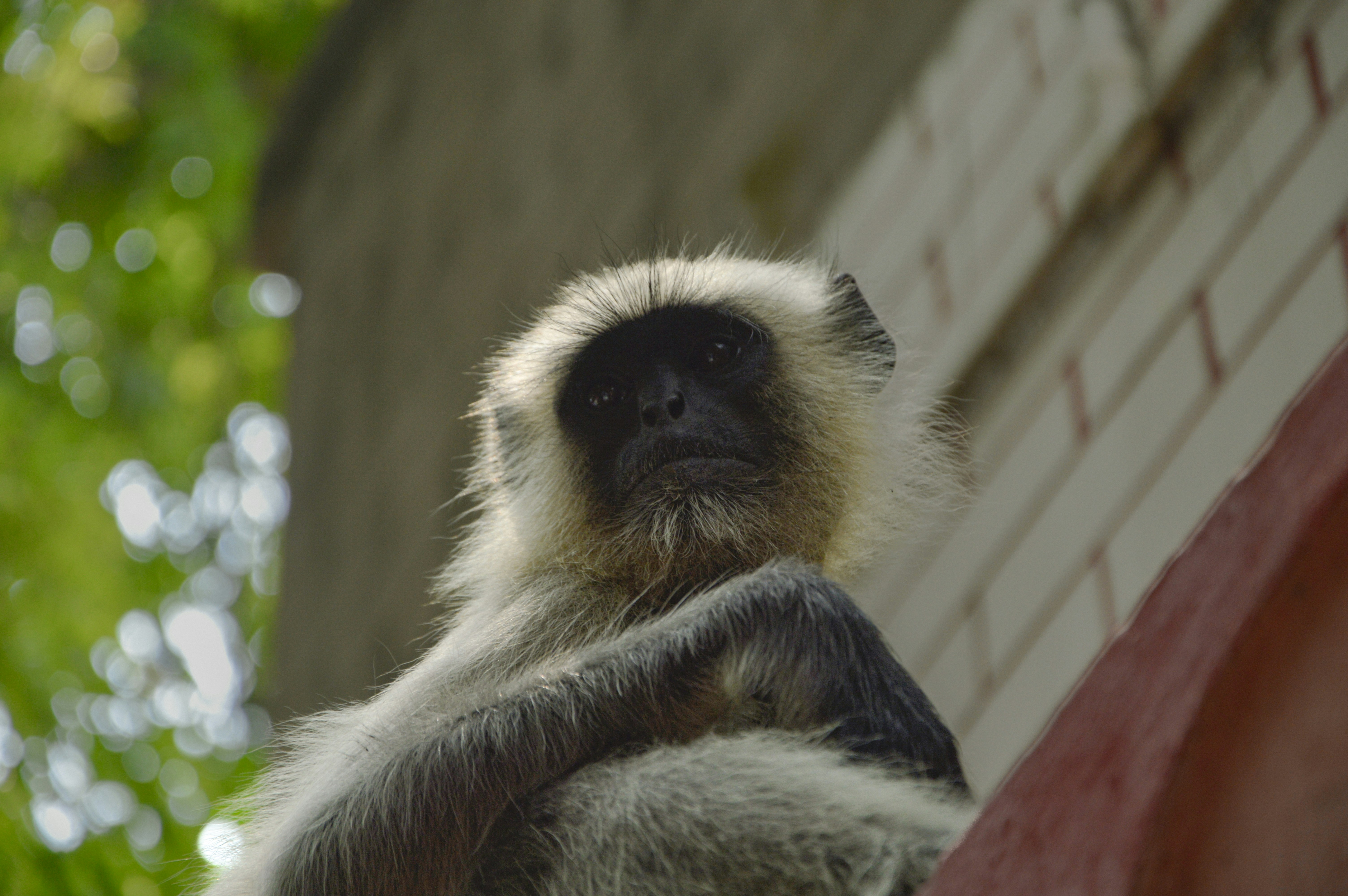 a monkey that is sitting on a ledge