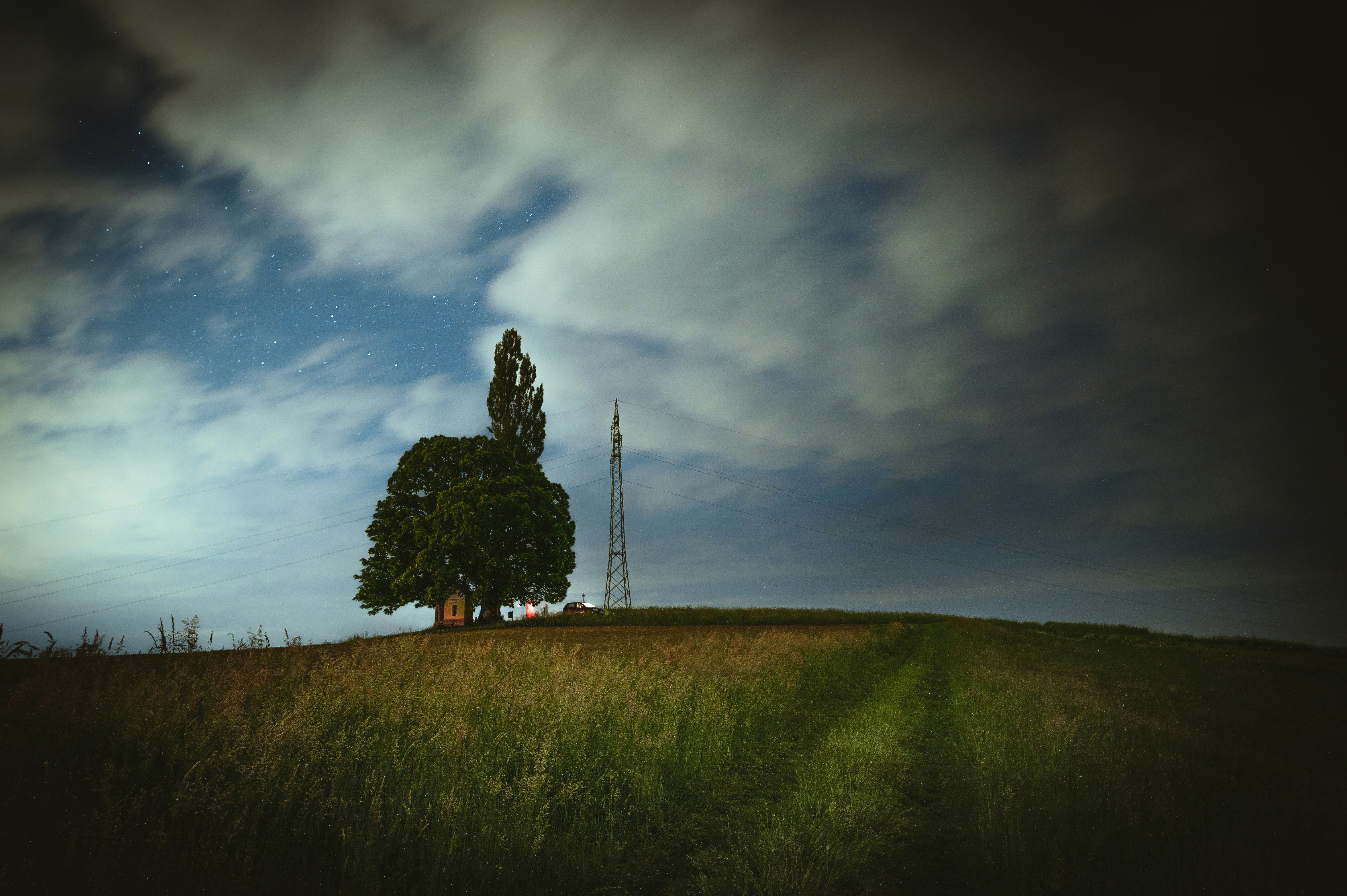 Long Tree Pictures | Download Free Images on Unsplash