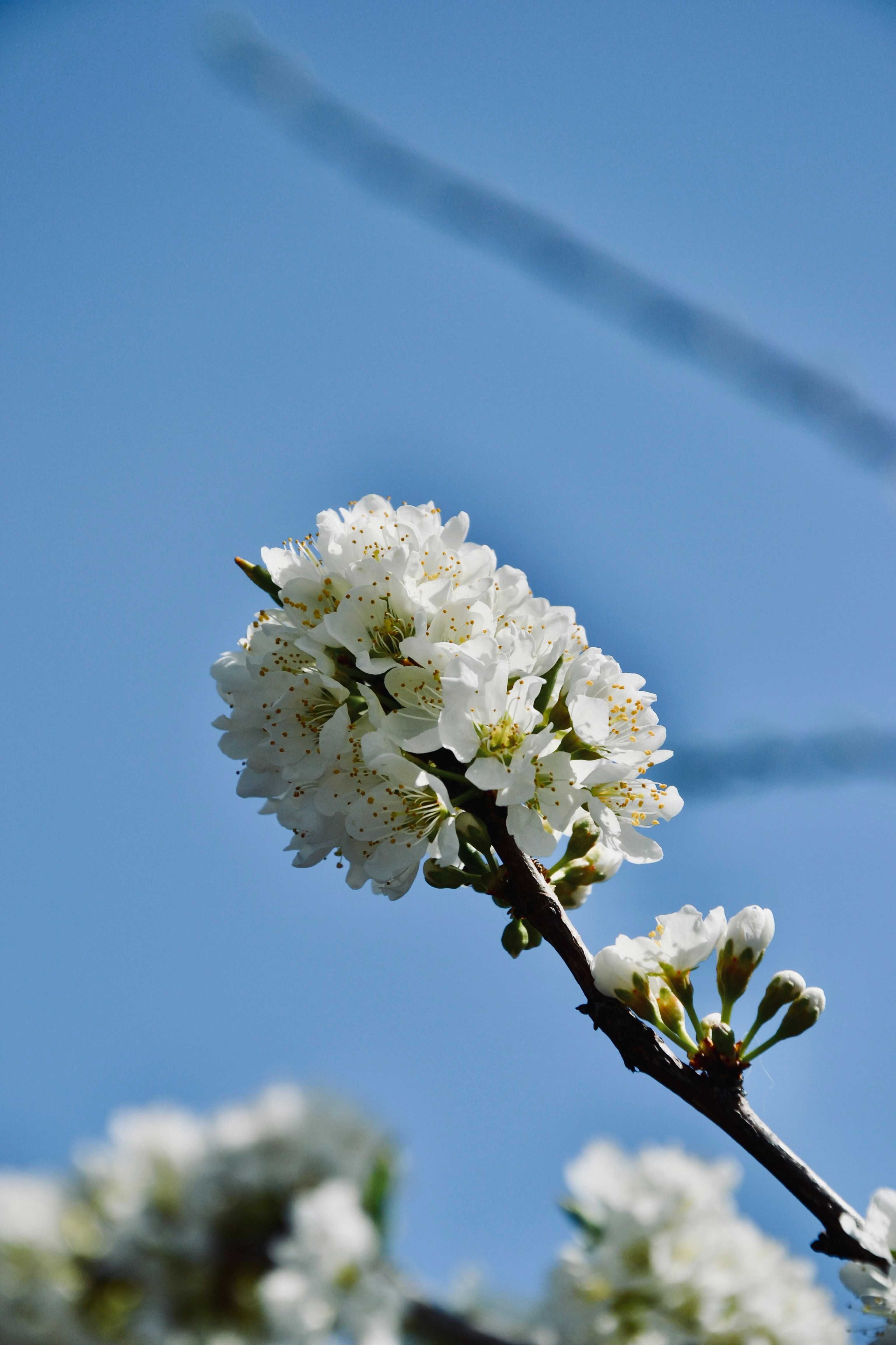 a branch with white flowers against a blue sky