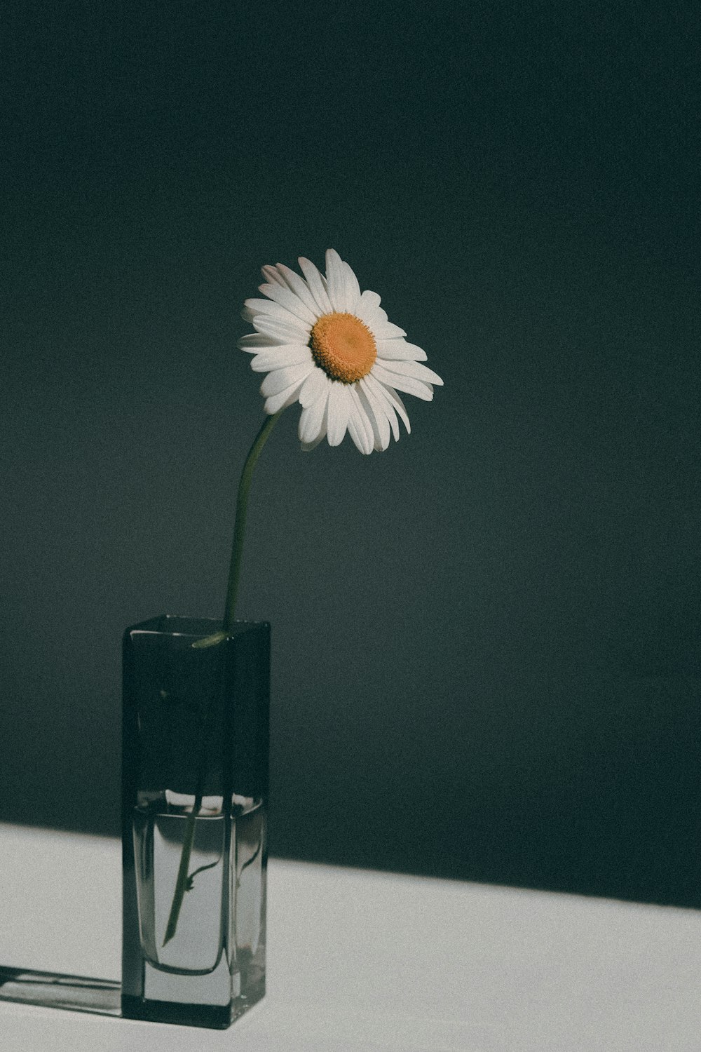 a single white flower in a black vase