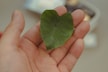 a person holding a heart shaped leaf in their hand