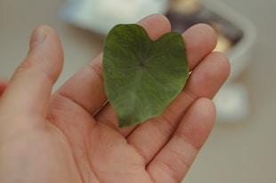 a person holding a heart shaped leaf in their hand