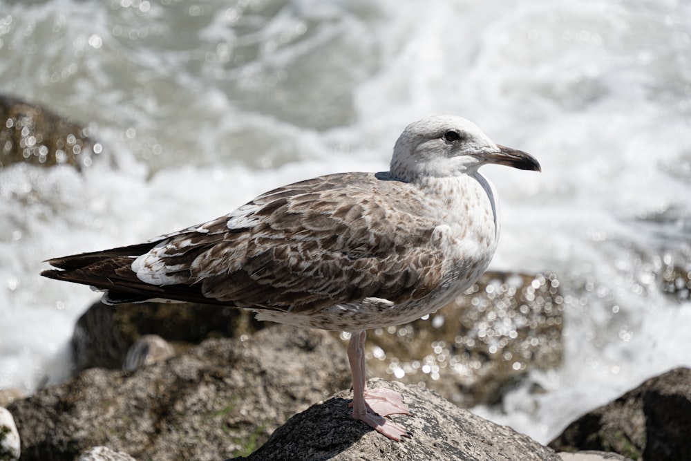 a seagull standing on a rock by the ocean