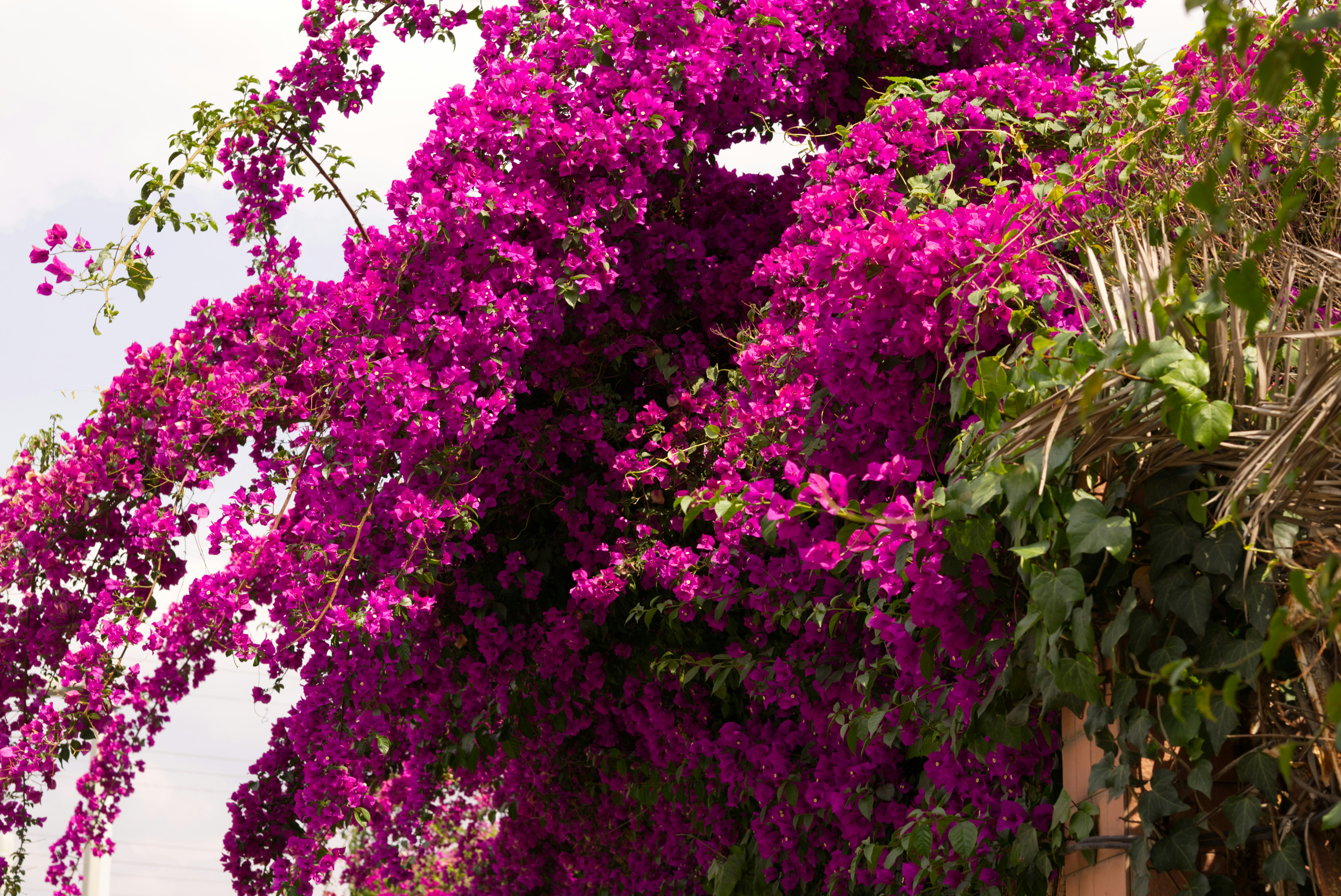 10 Popular Types of Bougainvillaea Perfect for Balcony Gardens That Add Instant Charm