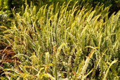 a close up of a plant with lots of green leaves