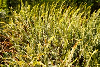 a close up of a plant with lots of green leaves