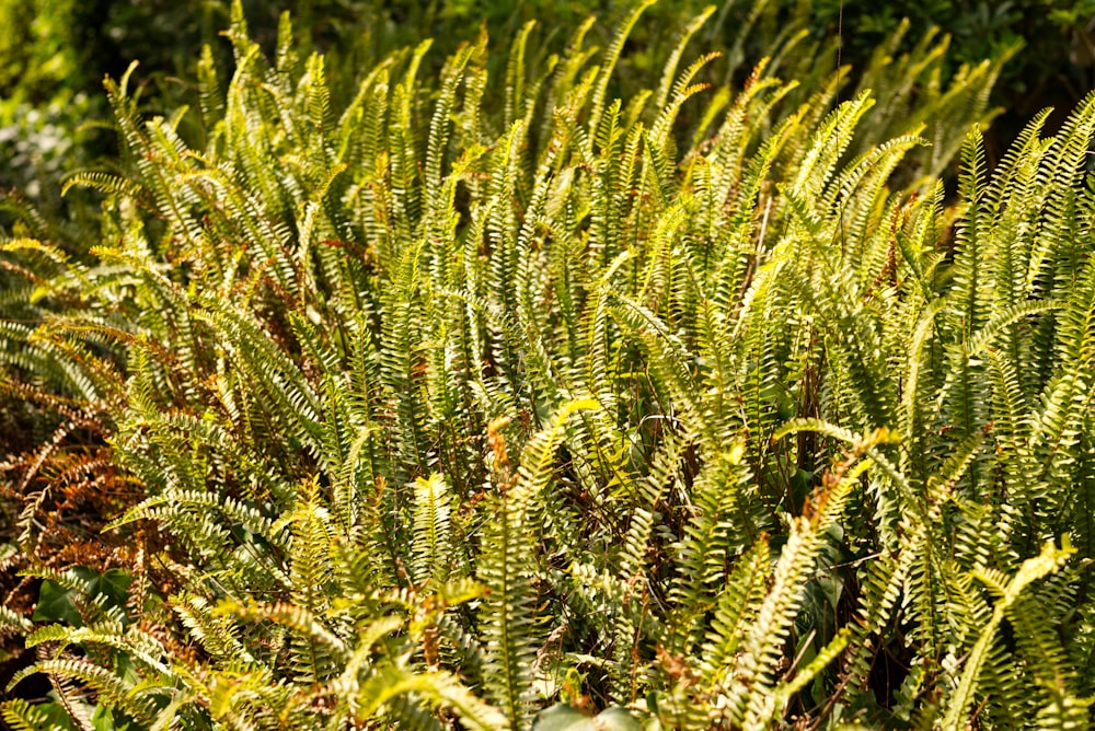 um close up de uma planta com muitas folhas verdes