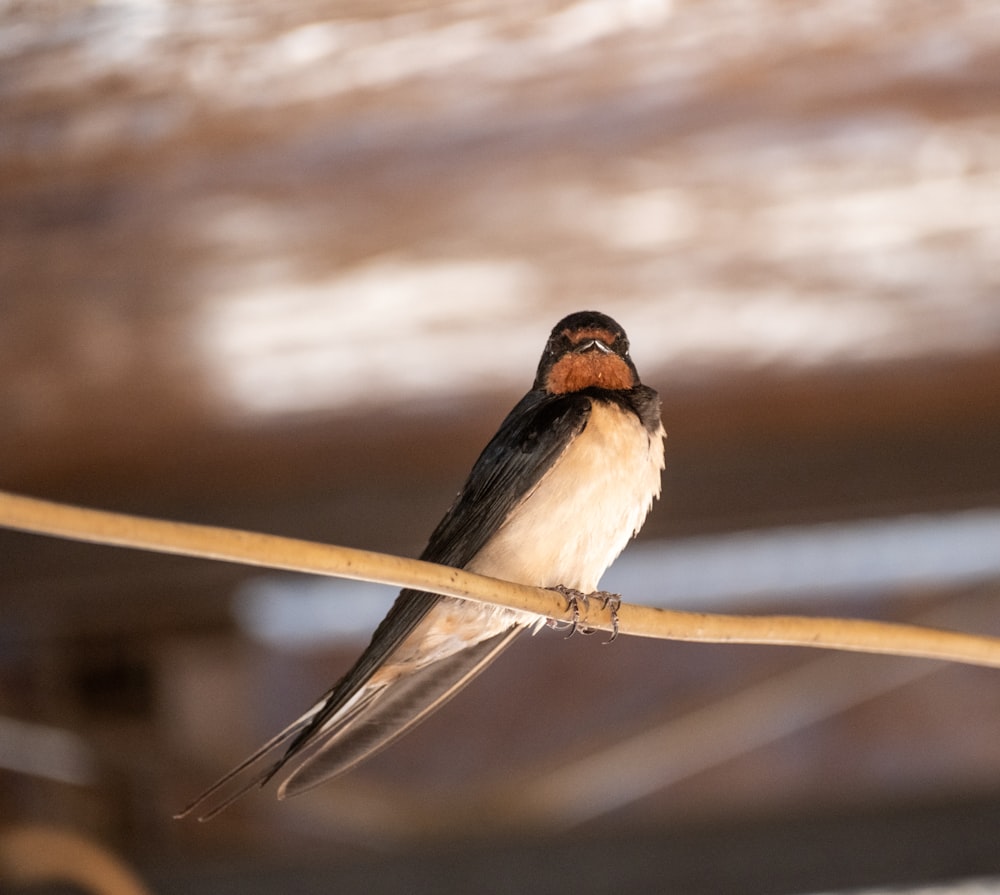 a small bird sitting on top of a wooden pole